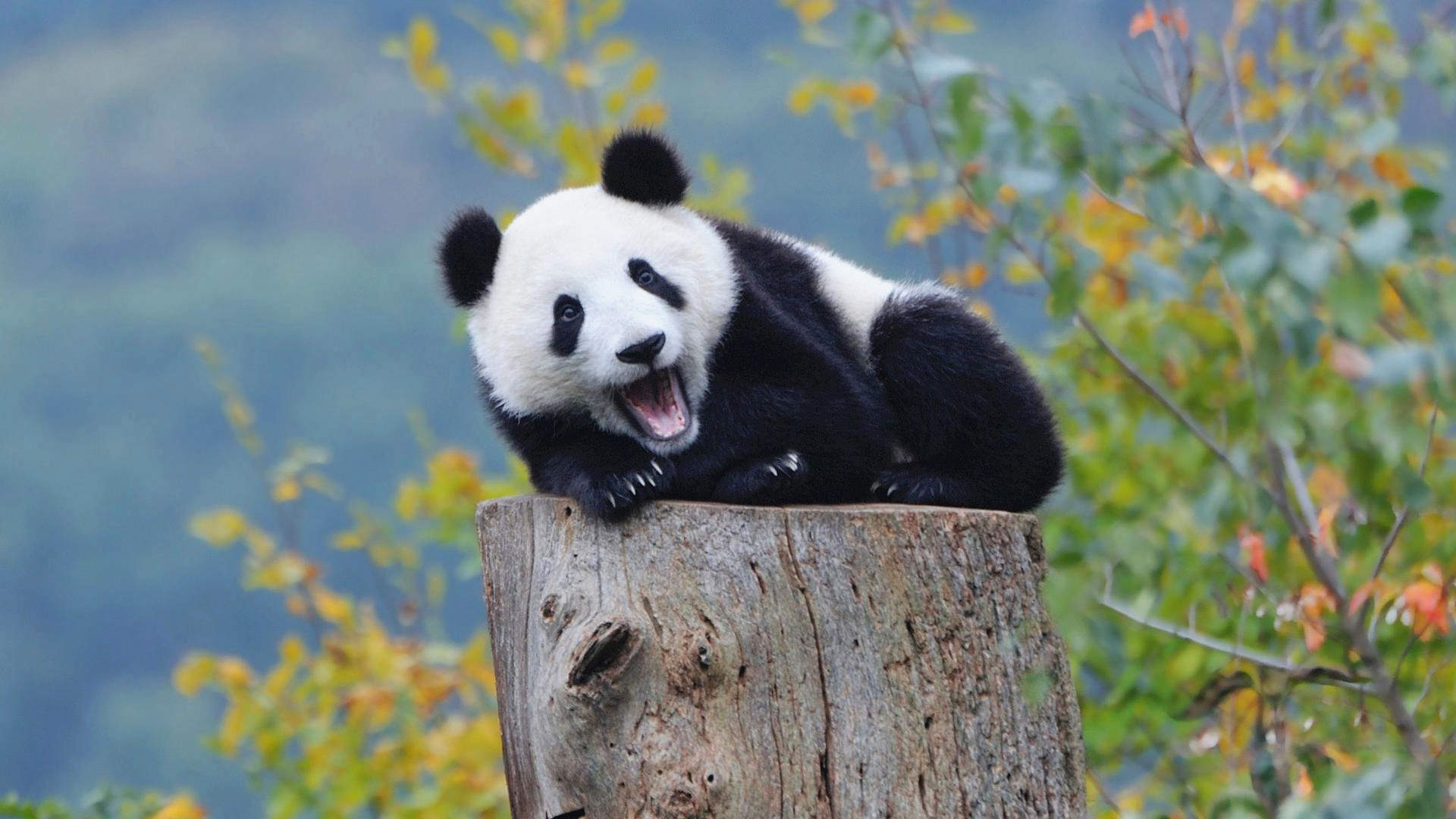 熊图片图片