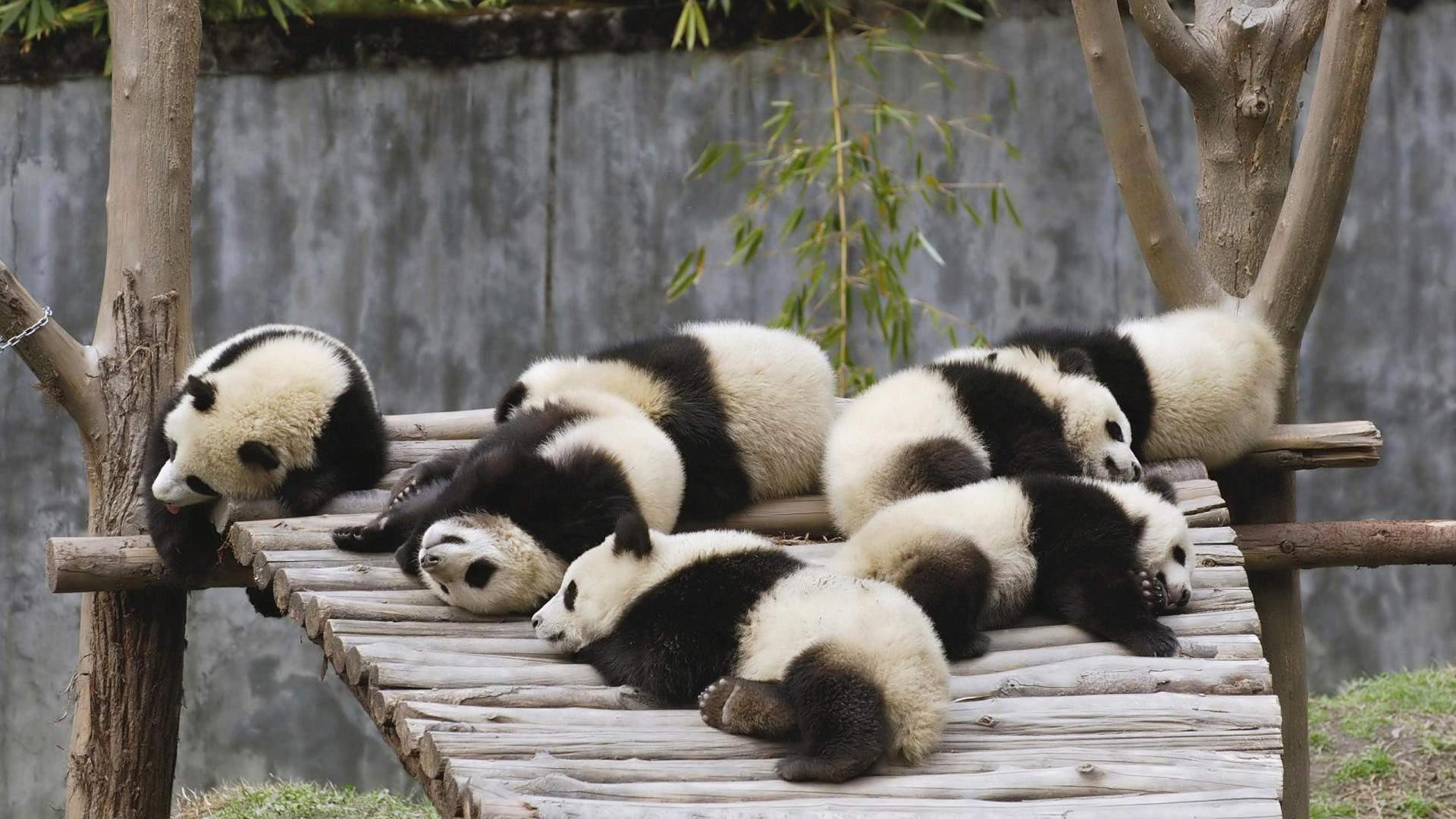 熊图片图片