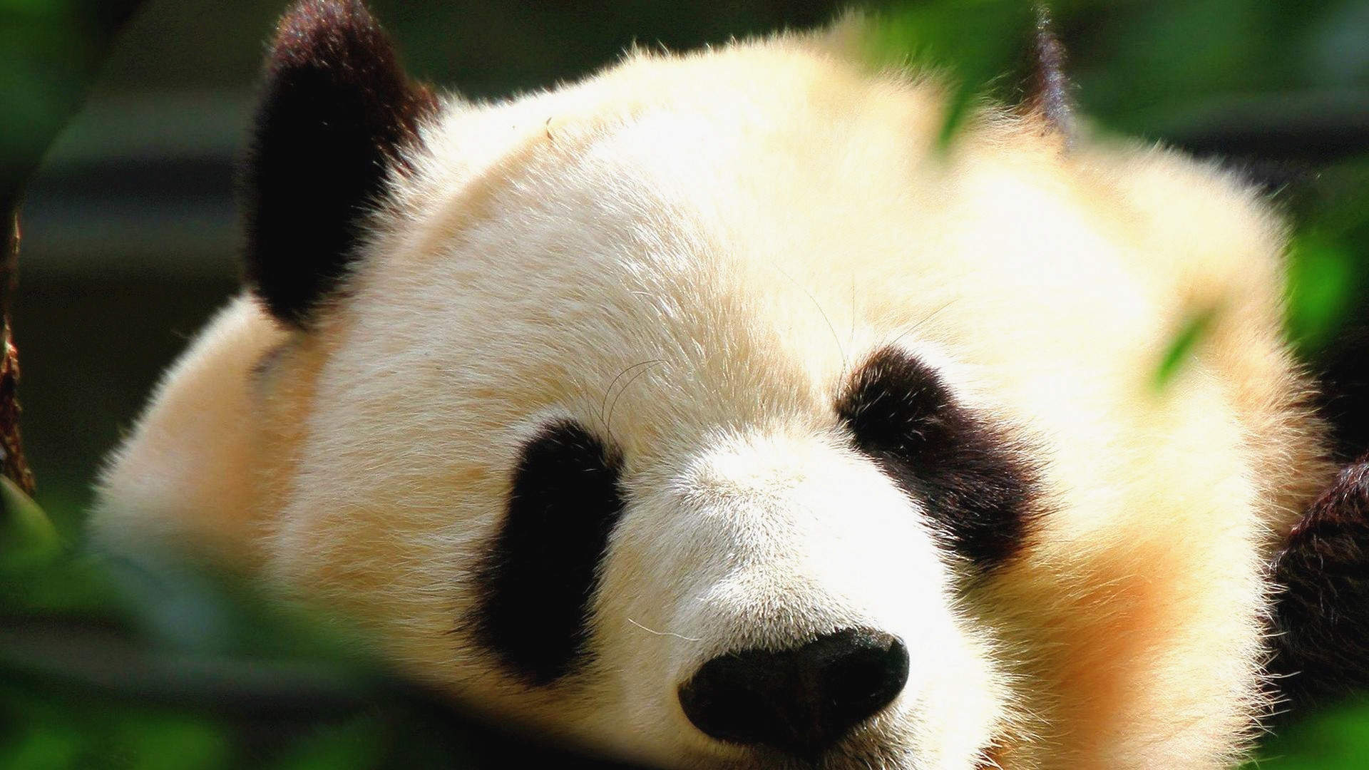 熊猫异形鱼图片 观赏鱼图片图片