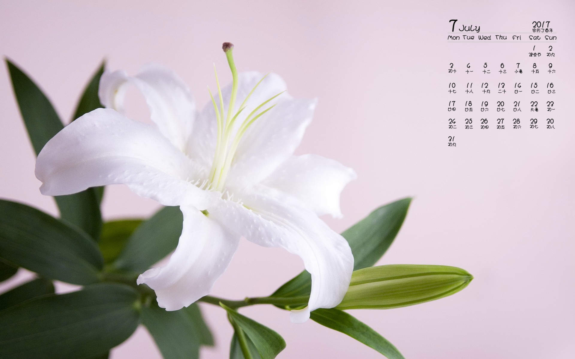 2017年7月淡雅百合花日历壁纸图片