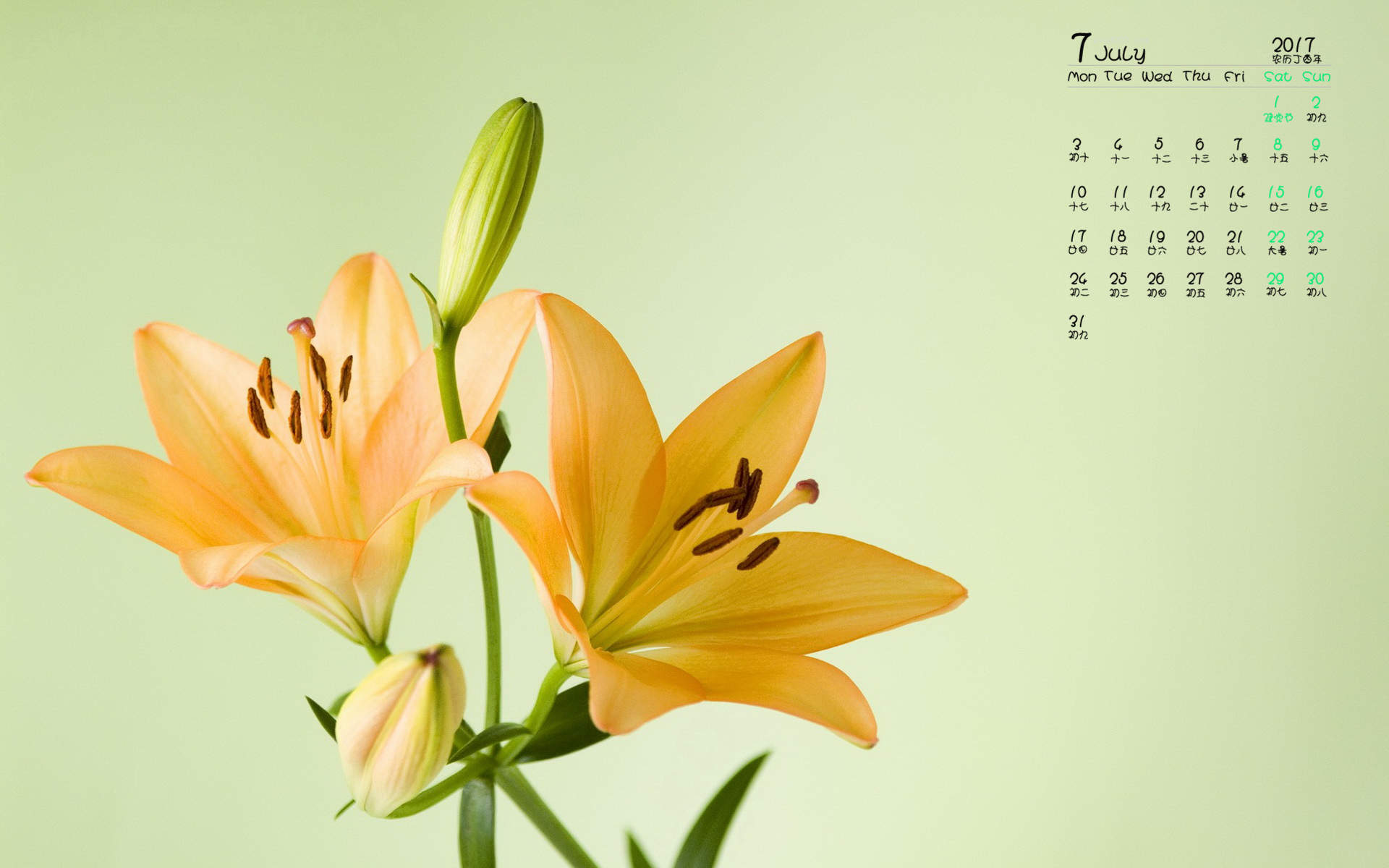 2017年7月淡雅百合花日历壁纸图片
