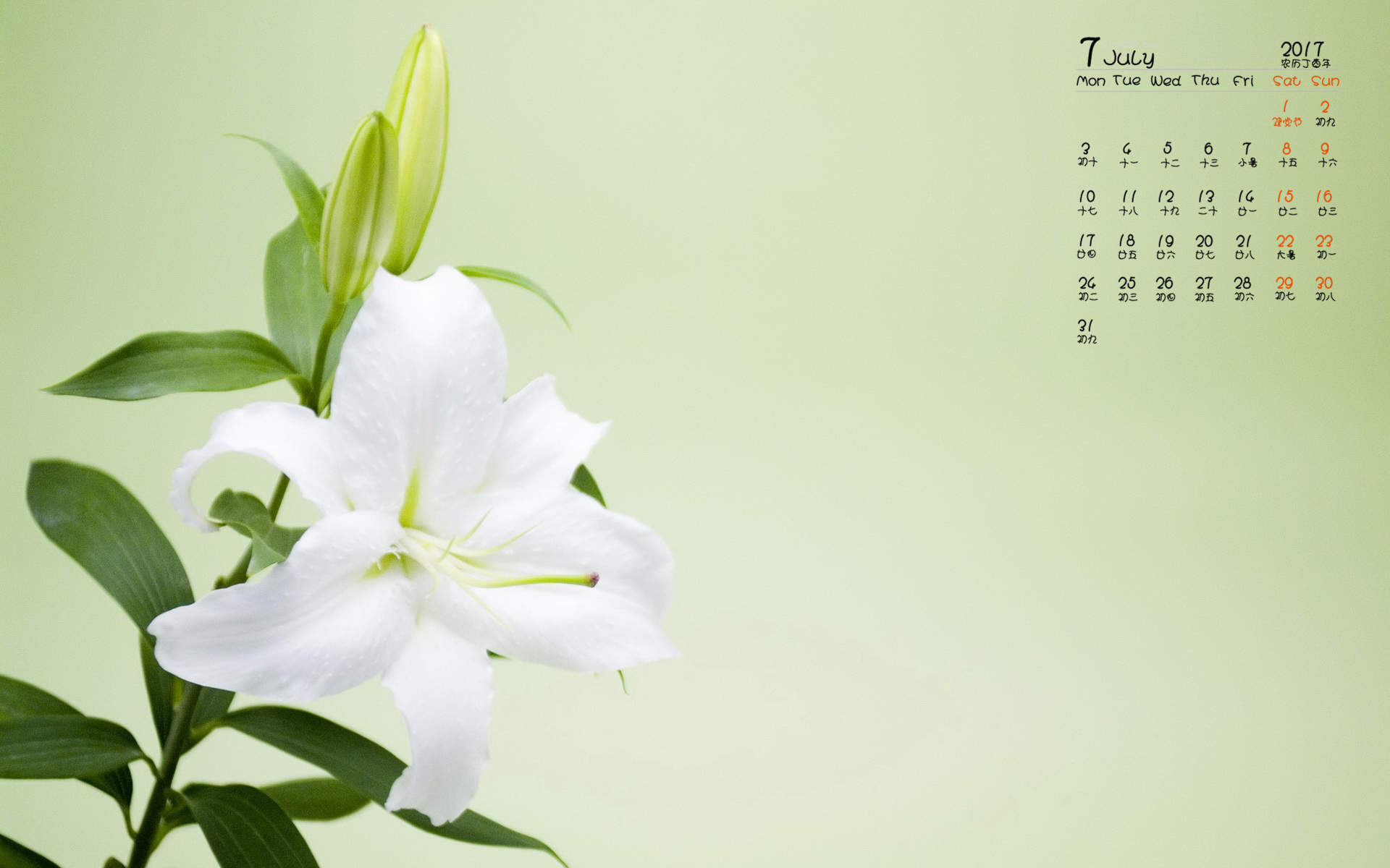 2017年7月淡雅百合花日历壁纸图片
