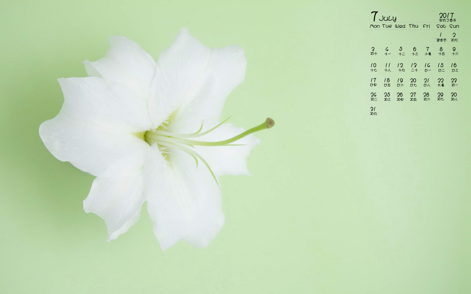 淡雅的百合花图片高清宽屏桌面壁纸图片