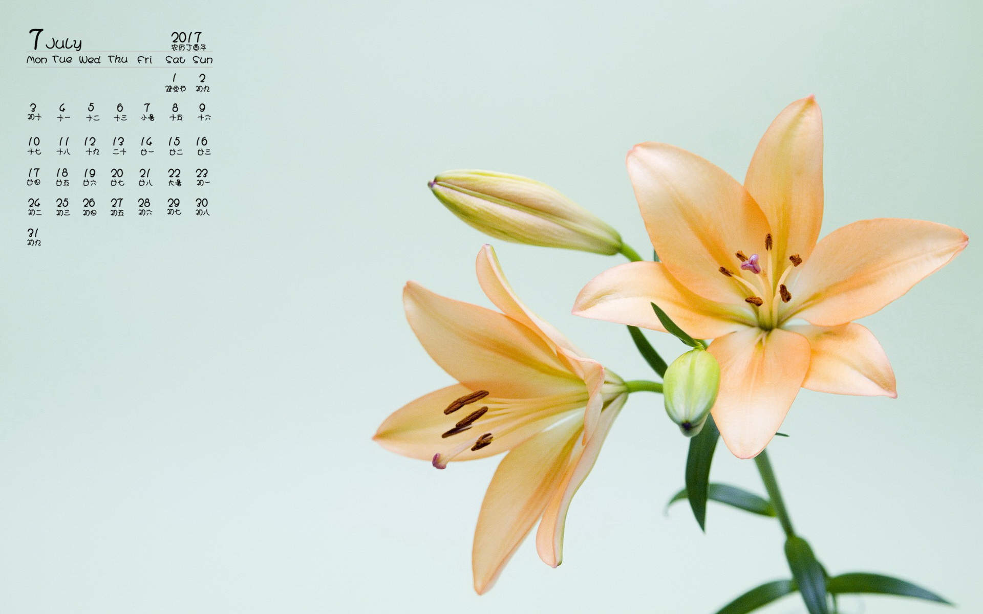 百合花图片