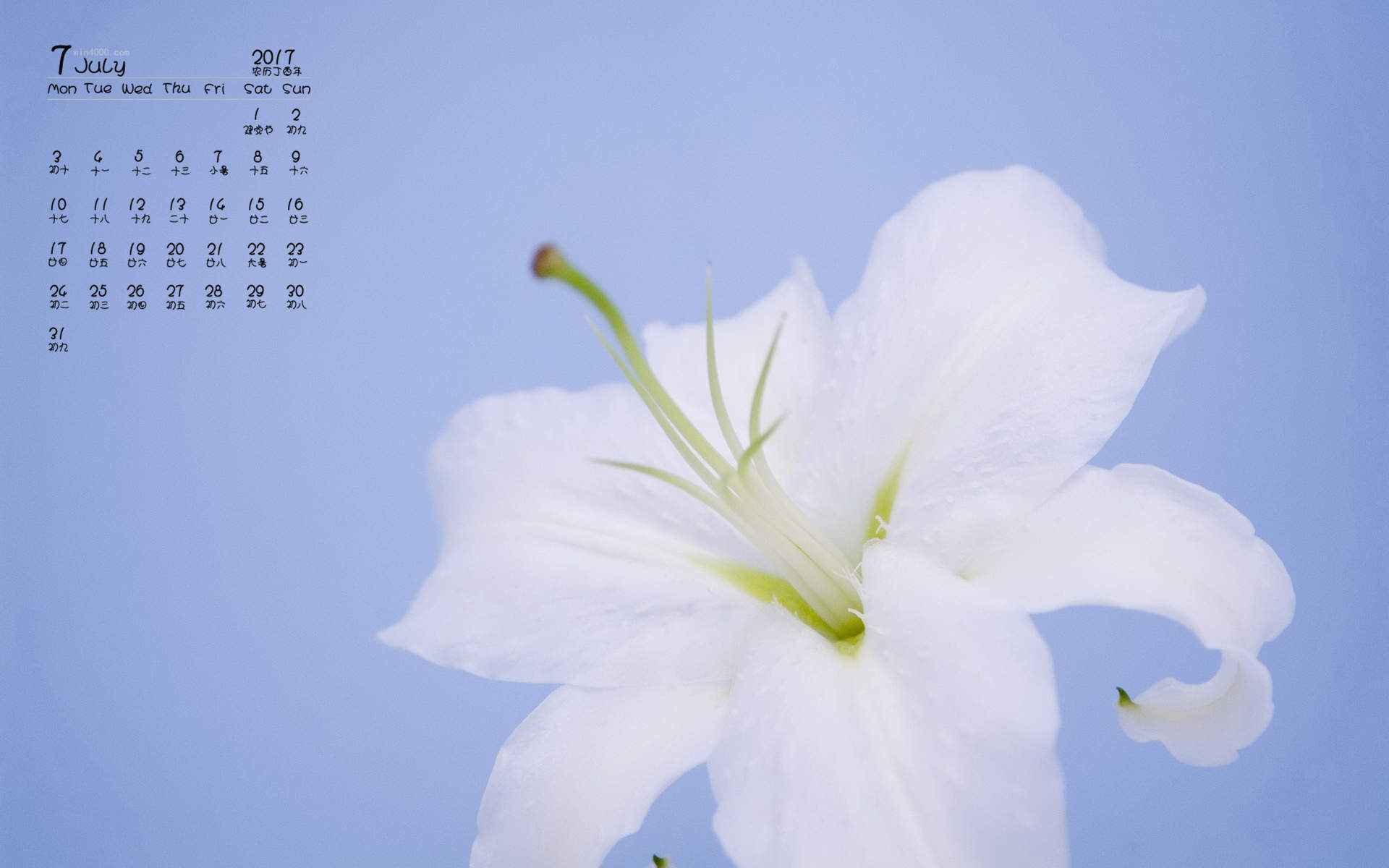百合花图片