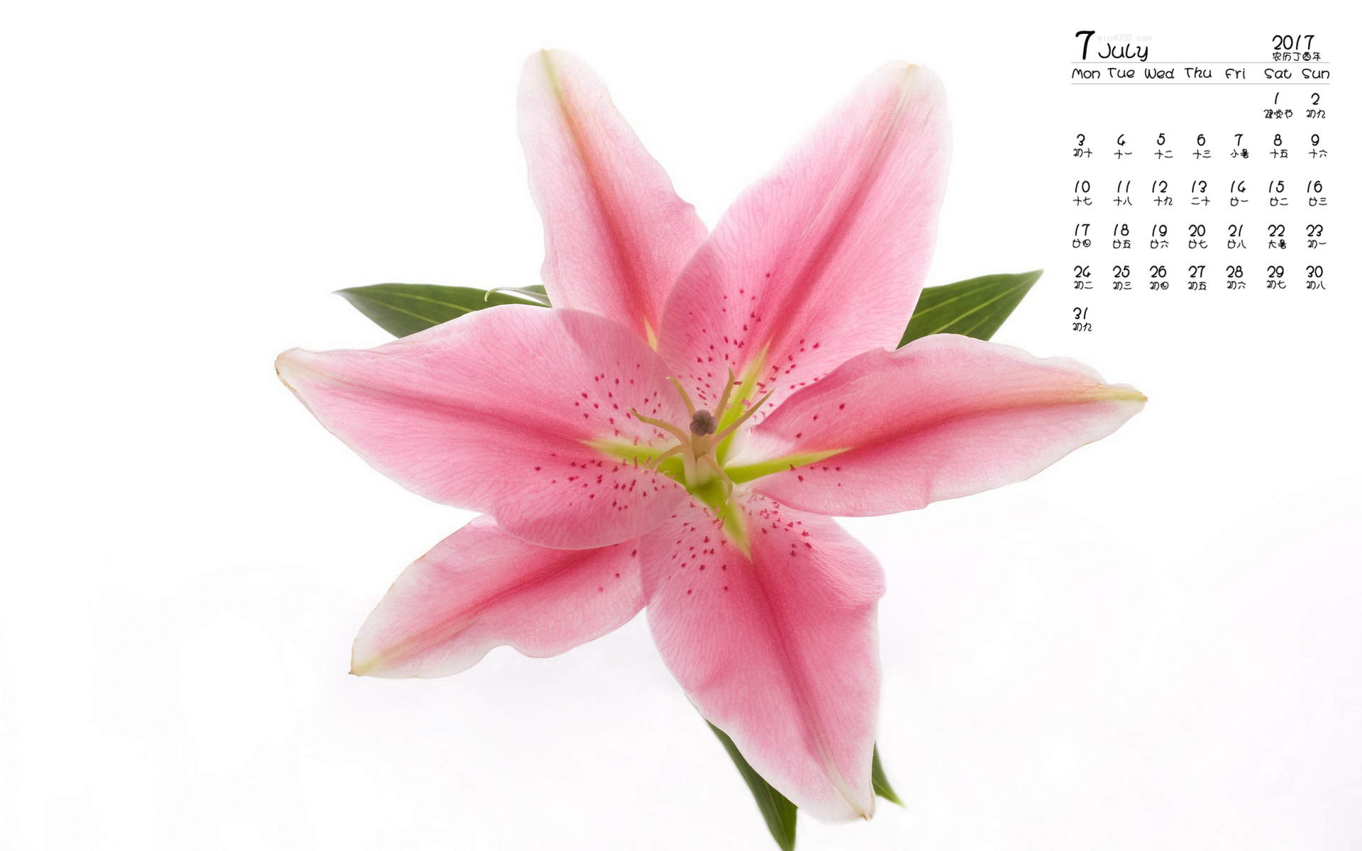 唯美百合花大图高清手机壁纸图片