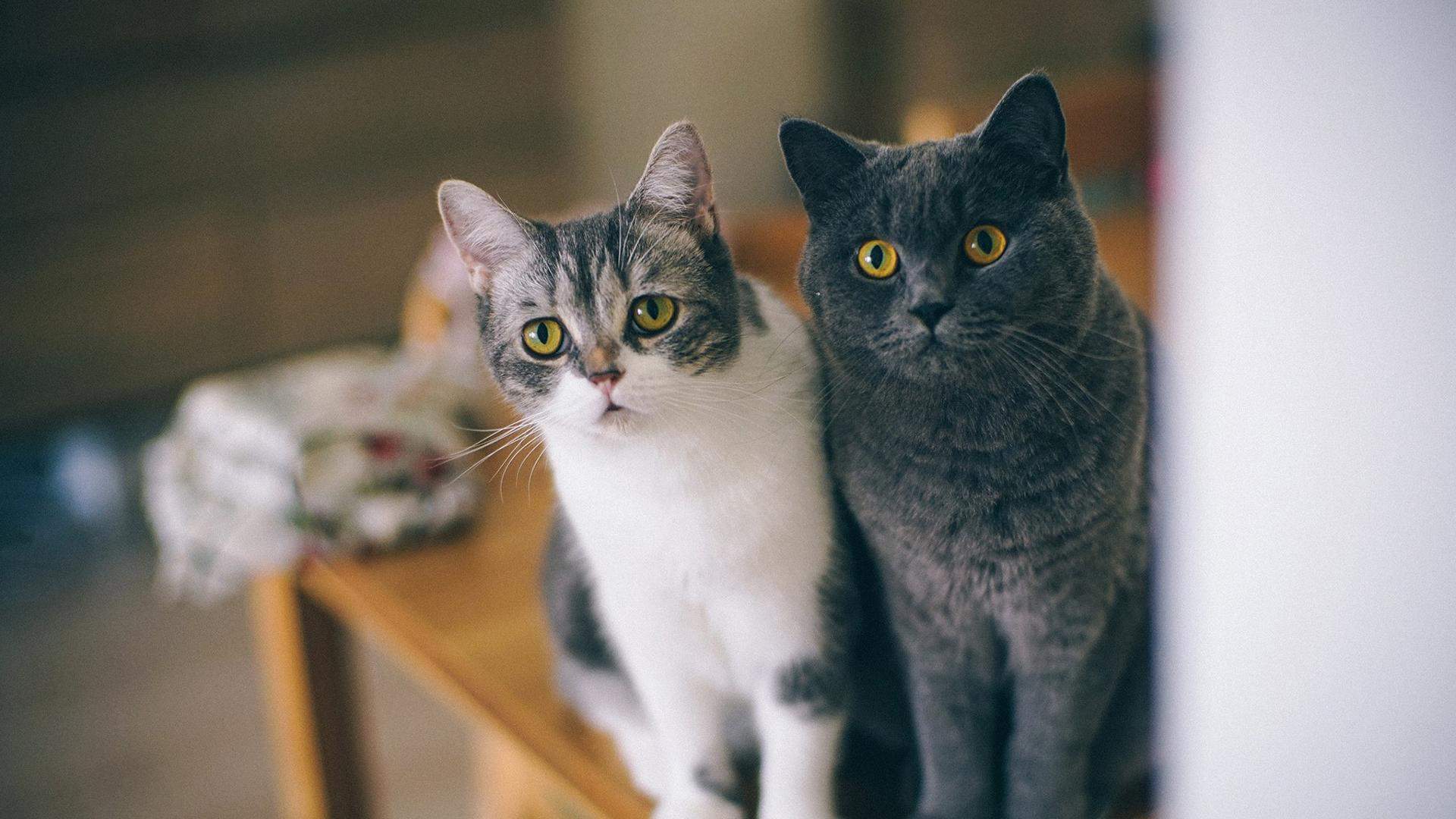 可爱萌宠小猫喵星人高清桌面壁纸图片