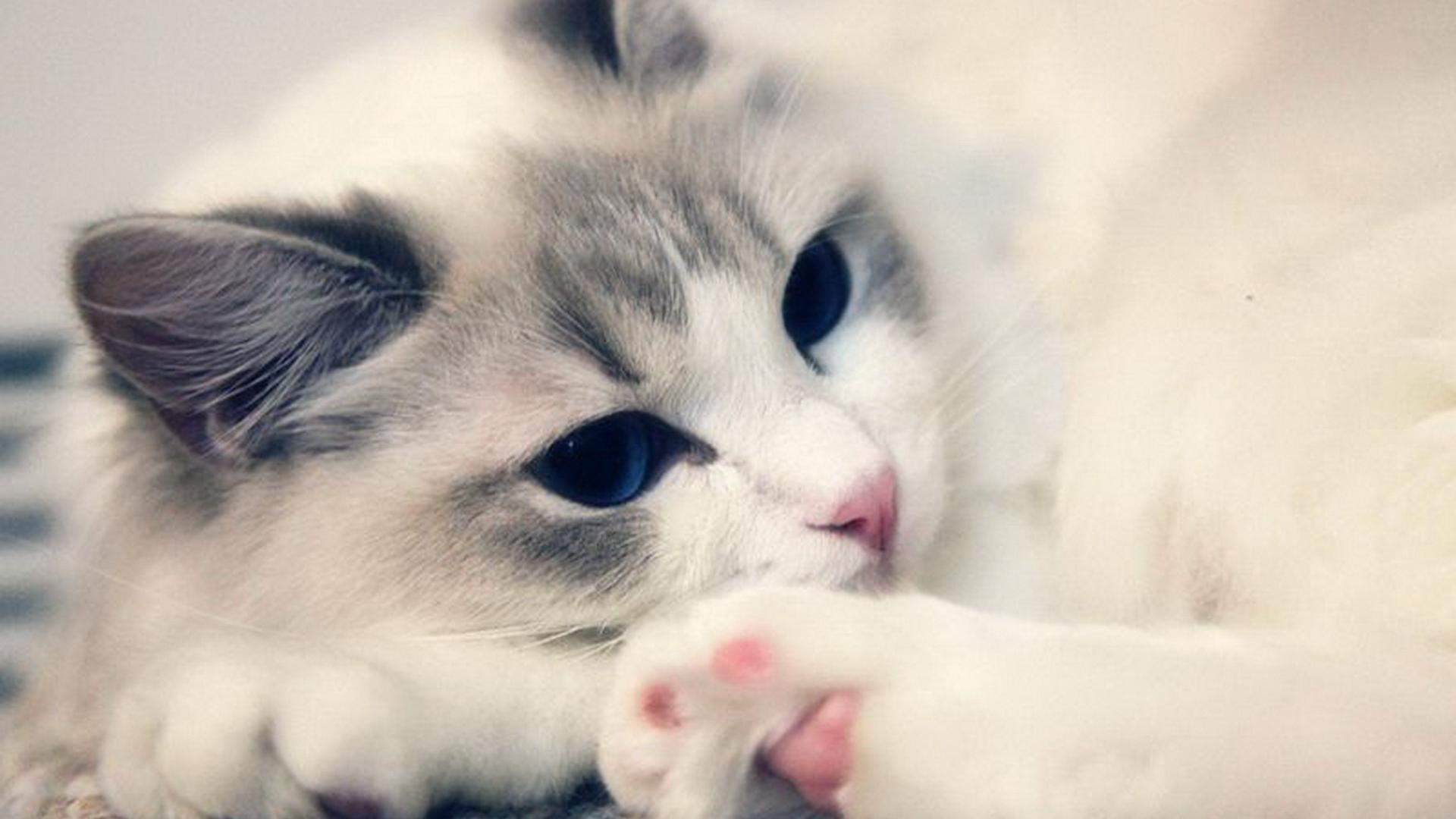 90后性感小猫咪写真图片