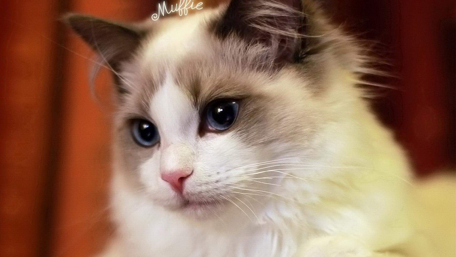 可爱卡通小猫咪高清图片手机壁纸图片