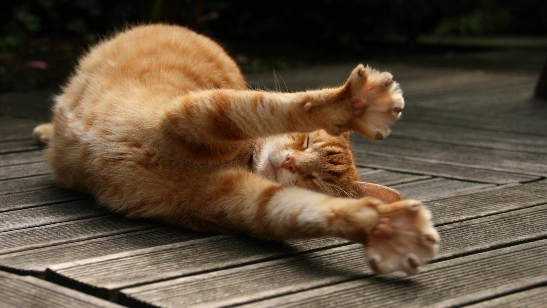 小猫图片