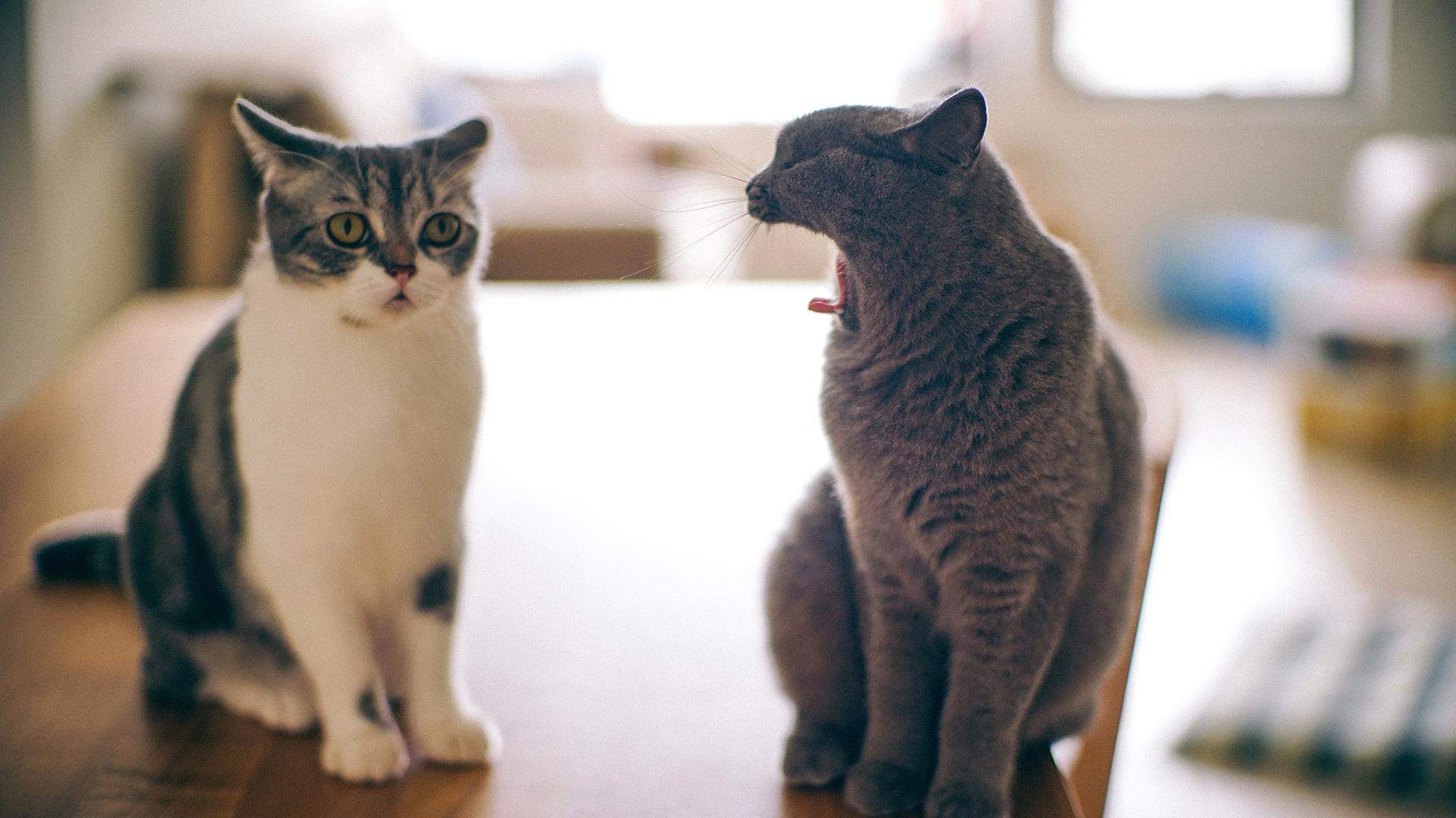 可爱小猫高清唯美桌面壁纸图片