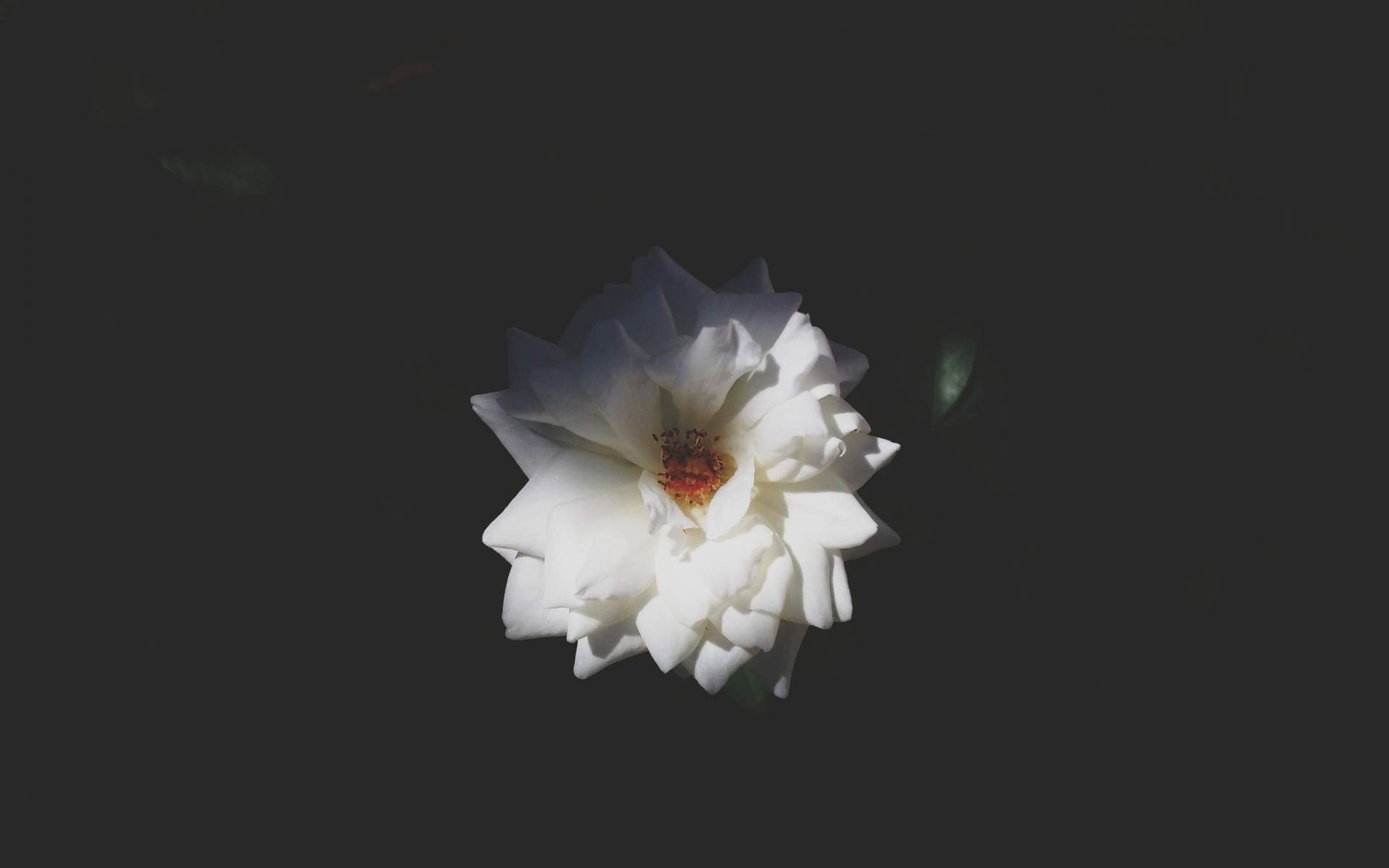 玫瑰花图片