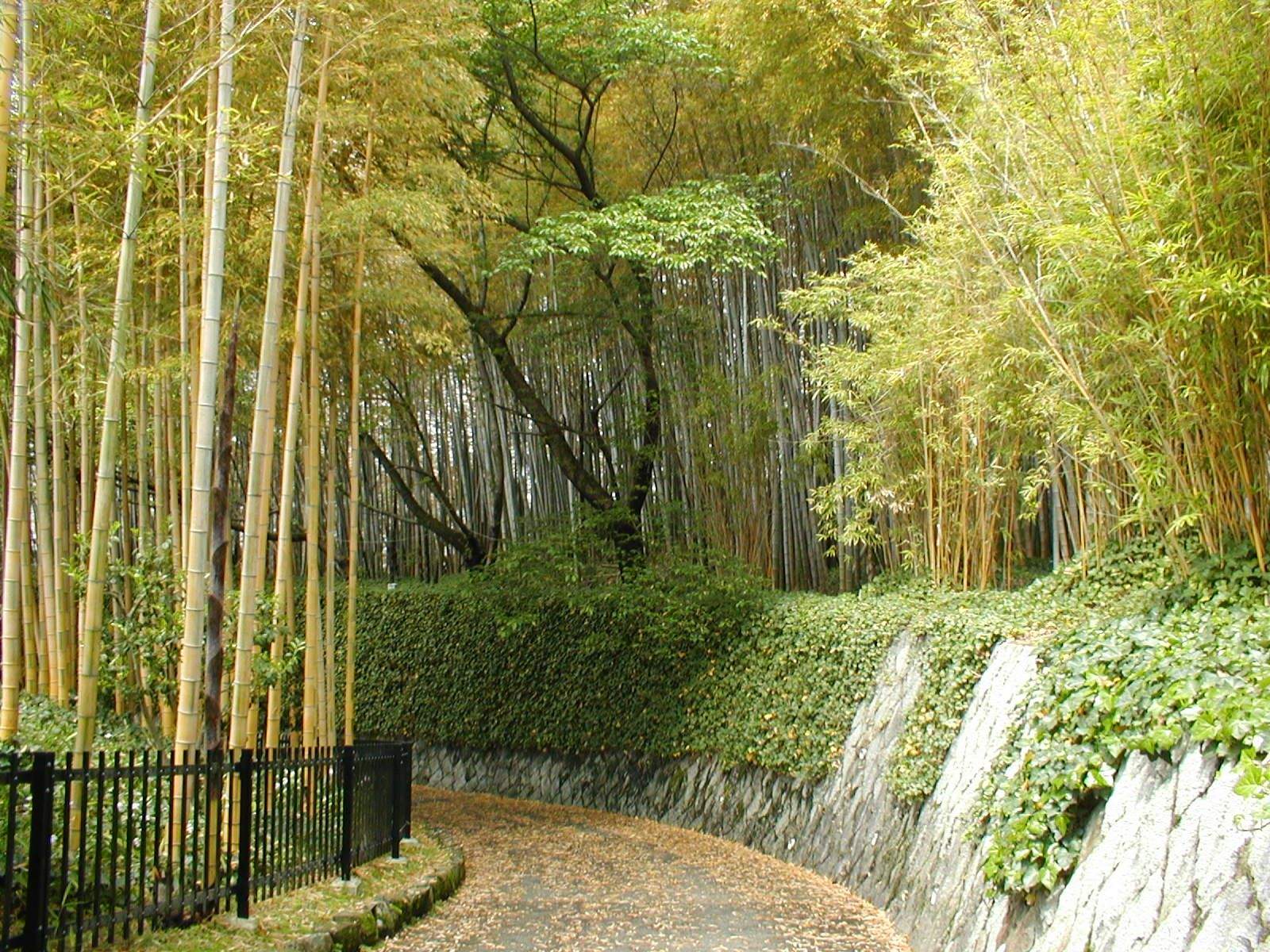 竹子图片绿色护眼风景桌面壁纸图片