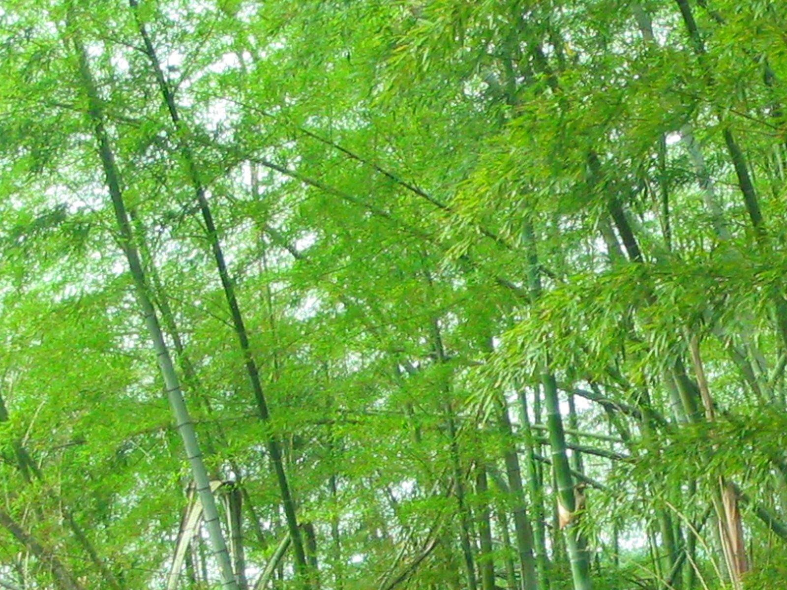 竹子图片