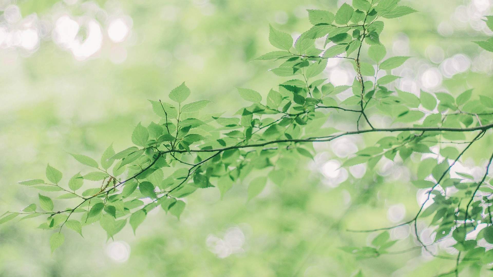 唯美秋季枫树叶图片高清电脑壁纸 第三辑图片