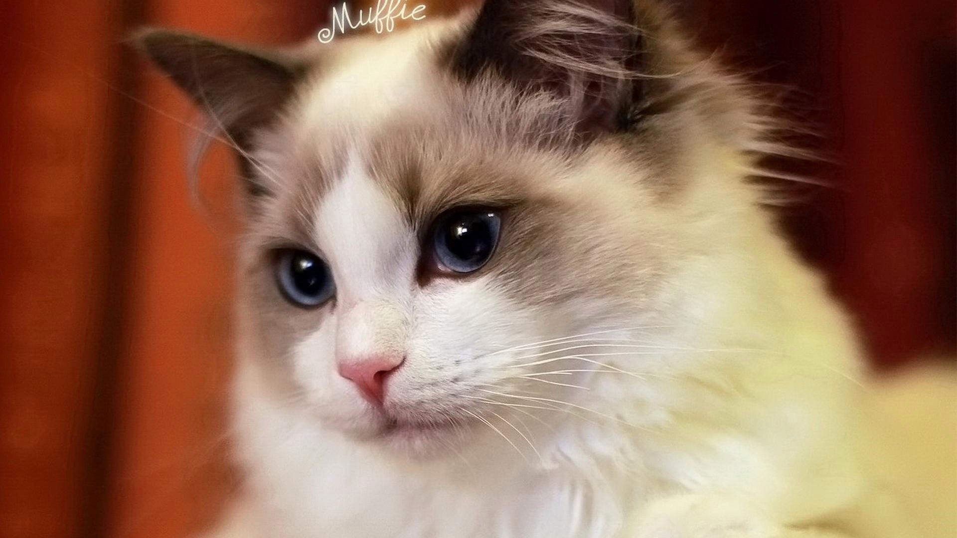 超可爱小猫图片高清手机壁纸图片
