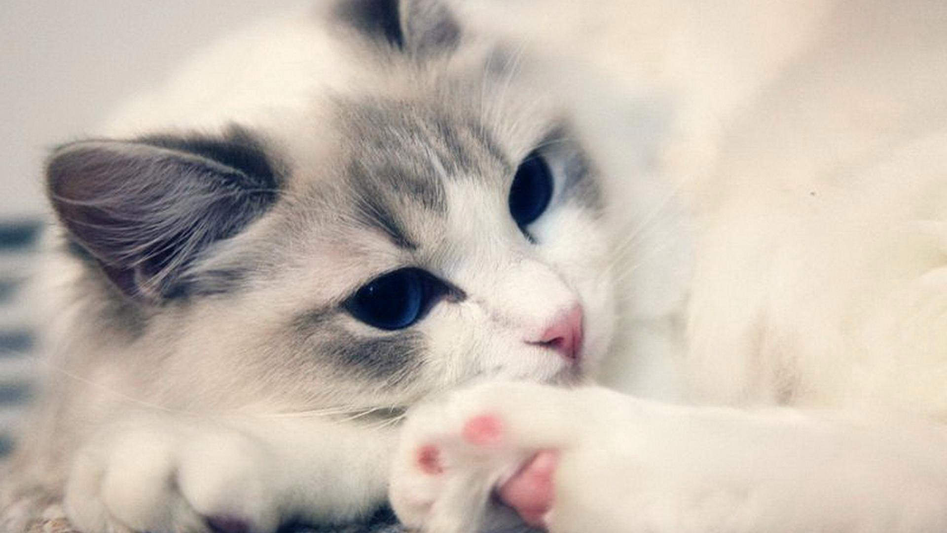 可爱萌宠猫咪图片 卖萌清新的小猫咪头像图片 喵星人头像图片图片
