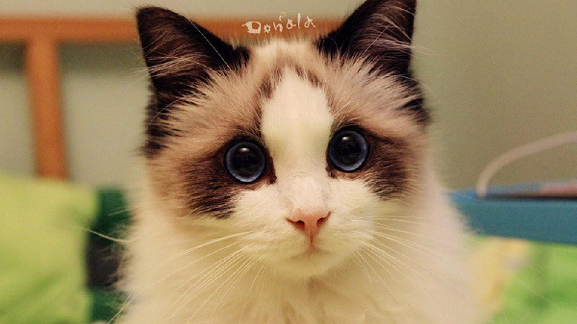 超可爱小猫图片高清手机壁纸图片