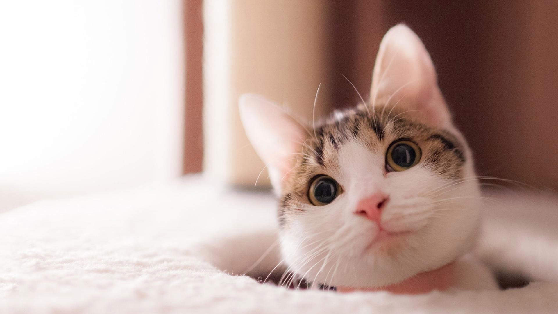 90后性感小猫咪写真图片