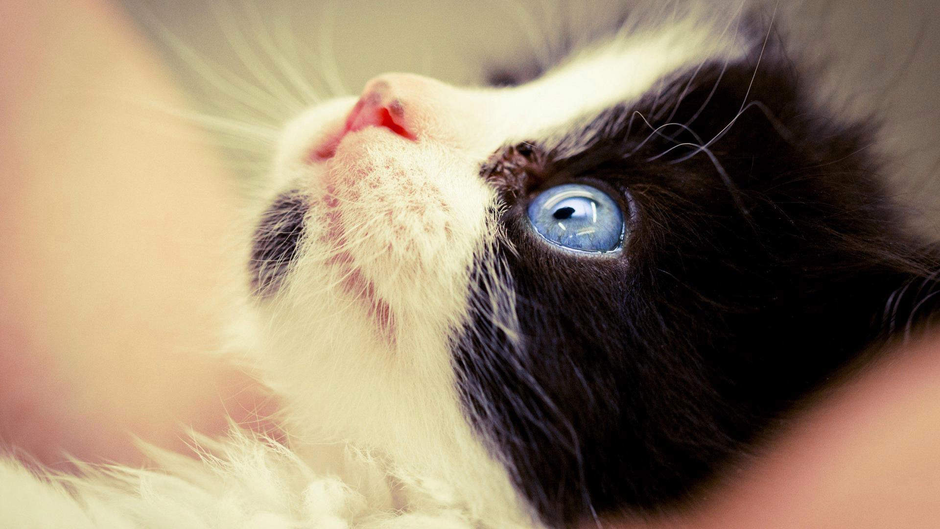 小猫图片