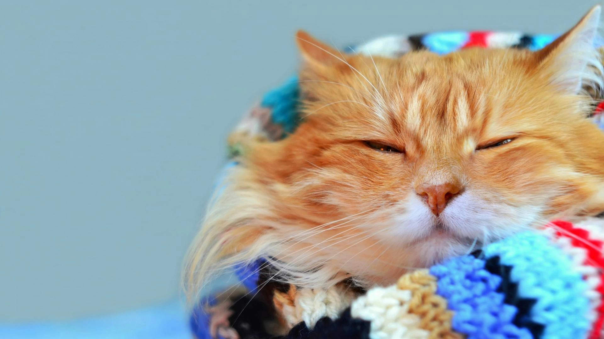 可爱萌宠猫咪图片 卖萌清新的小猫咪头像图片 喵星人头像图片图片