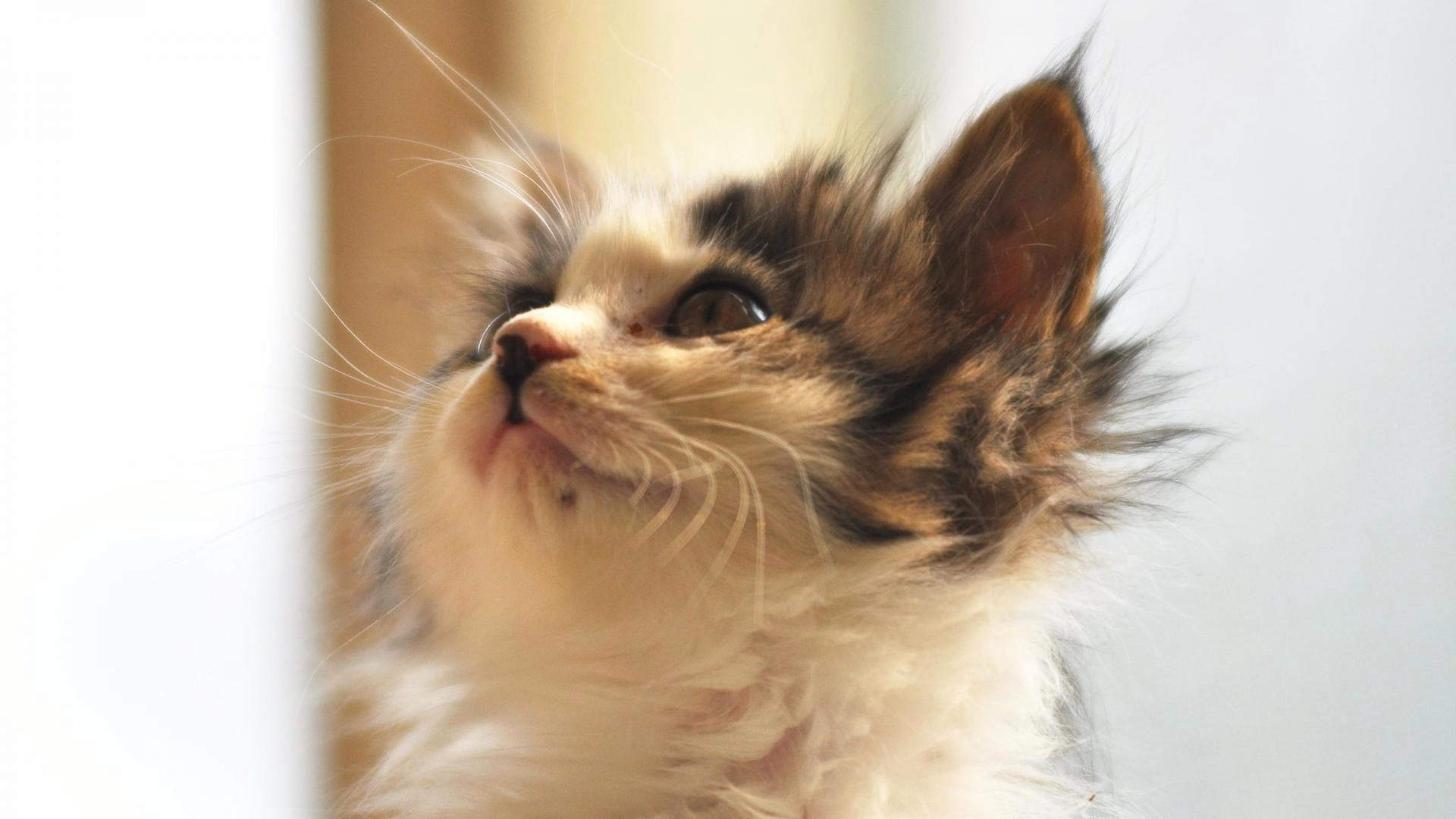 90后性感小猫咪写真图片