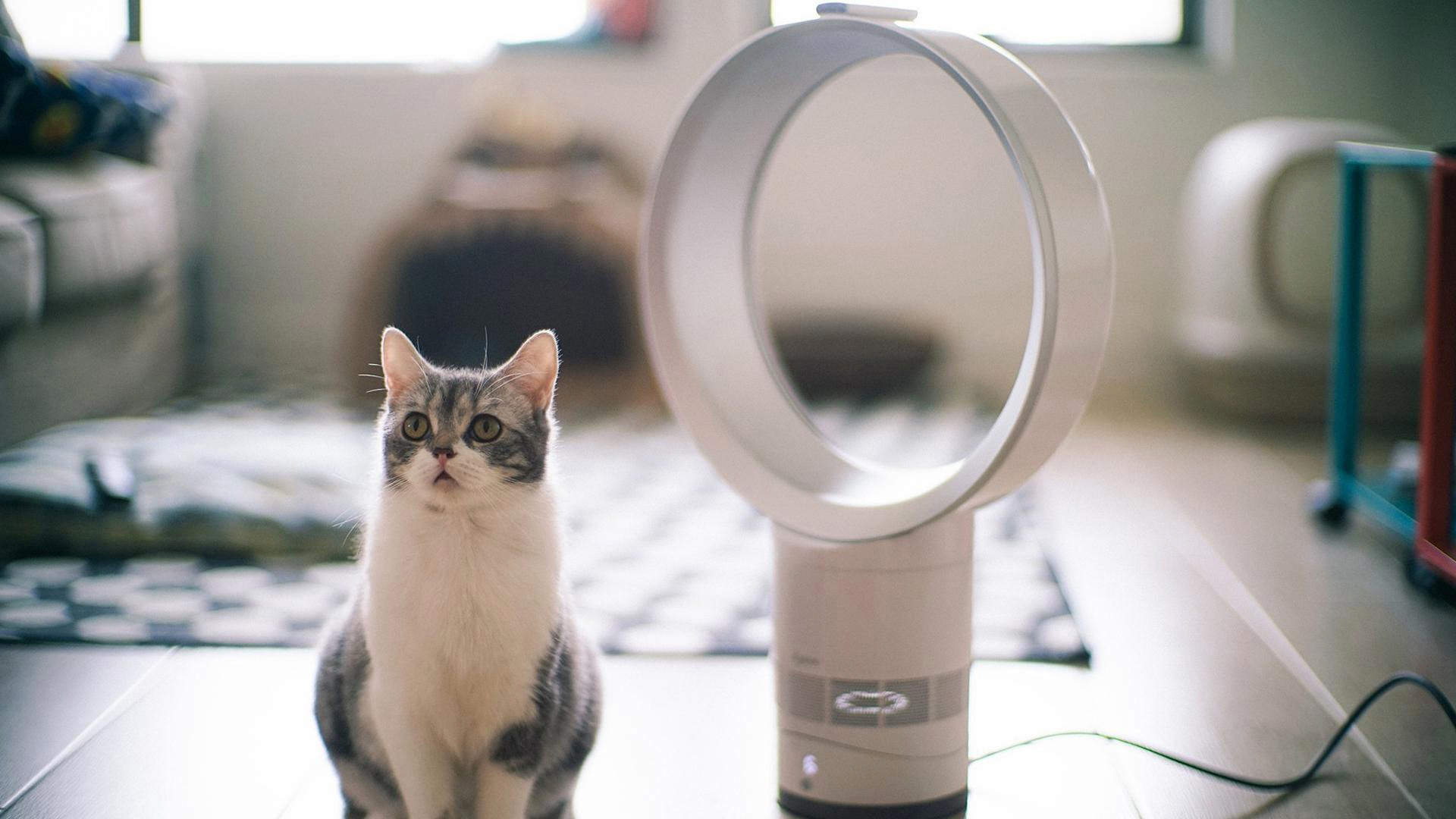 小猫图片