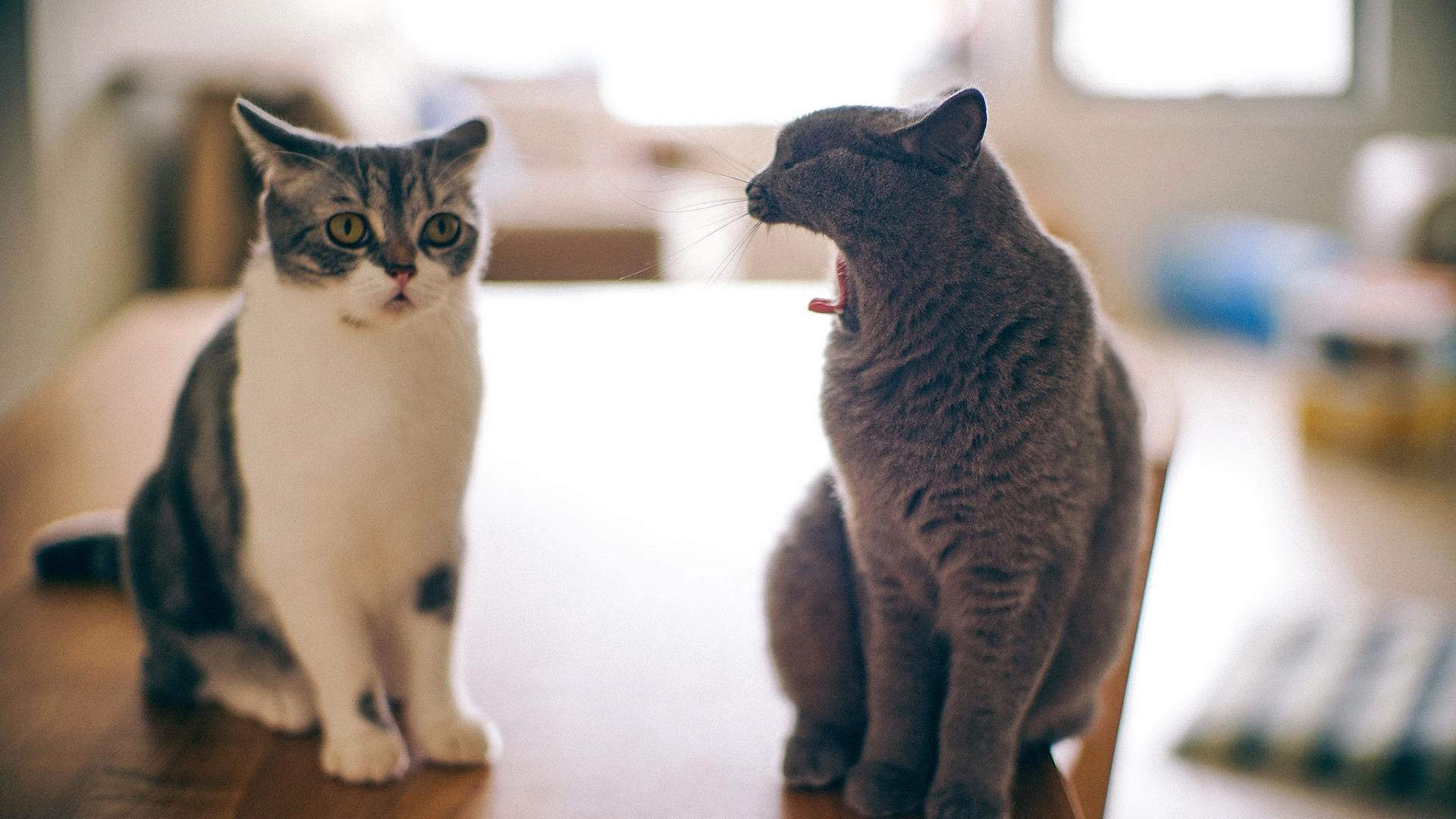 90后性感小猫咪写真图片