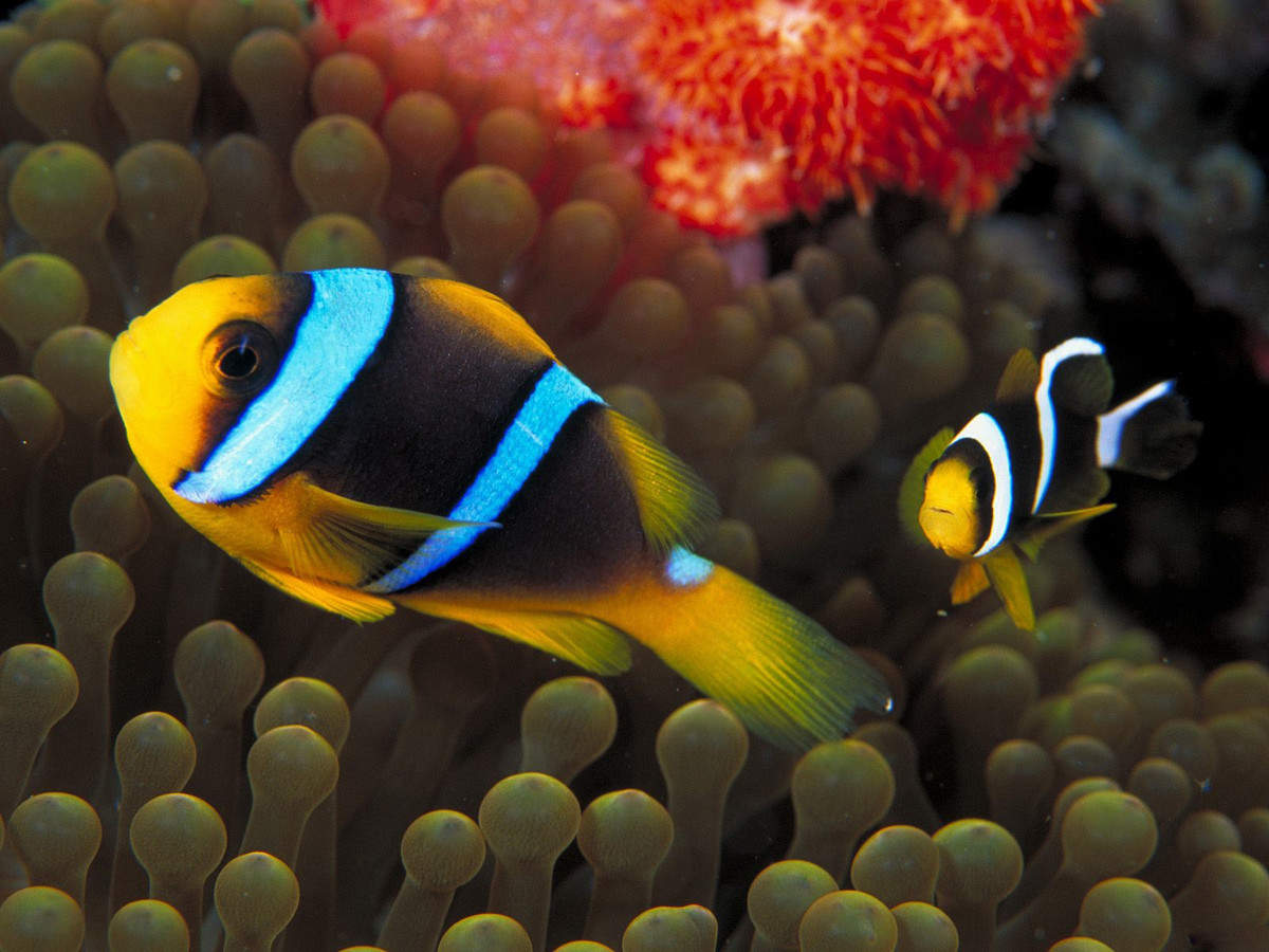 海洋生物图片