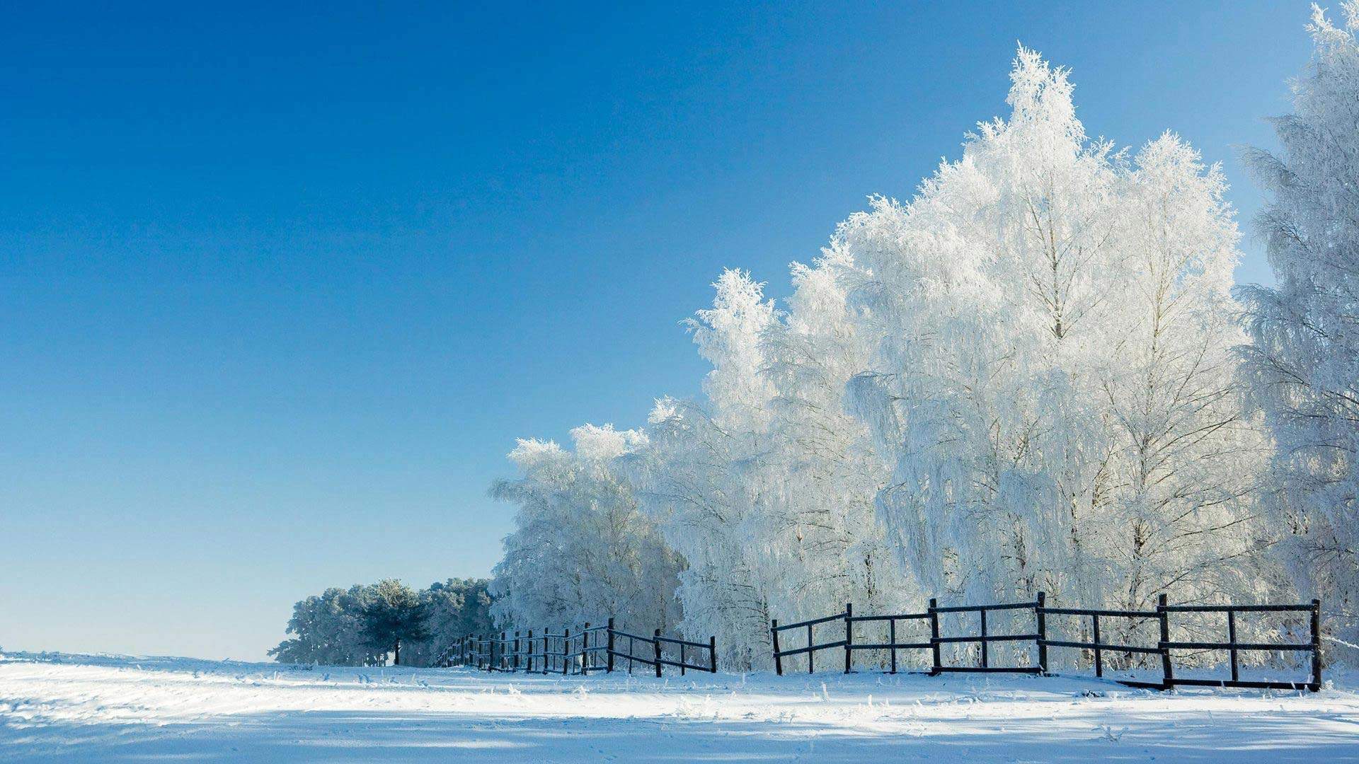 冬天树木森林白雪自然风景精选桌面壁纸图片下载图片