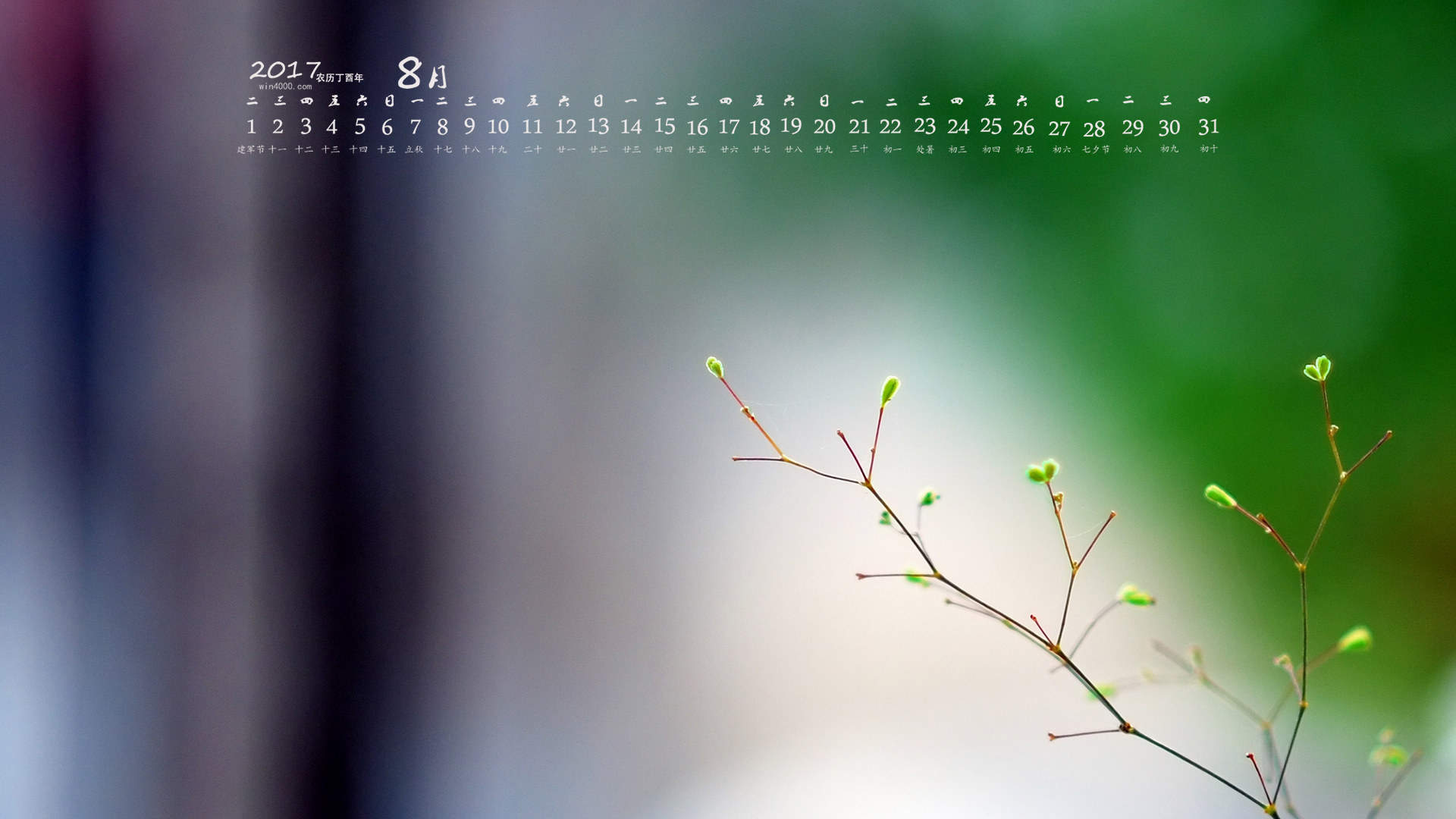 小清新植物嫩芽图片桌面壁纸图片
