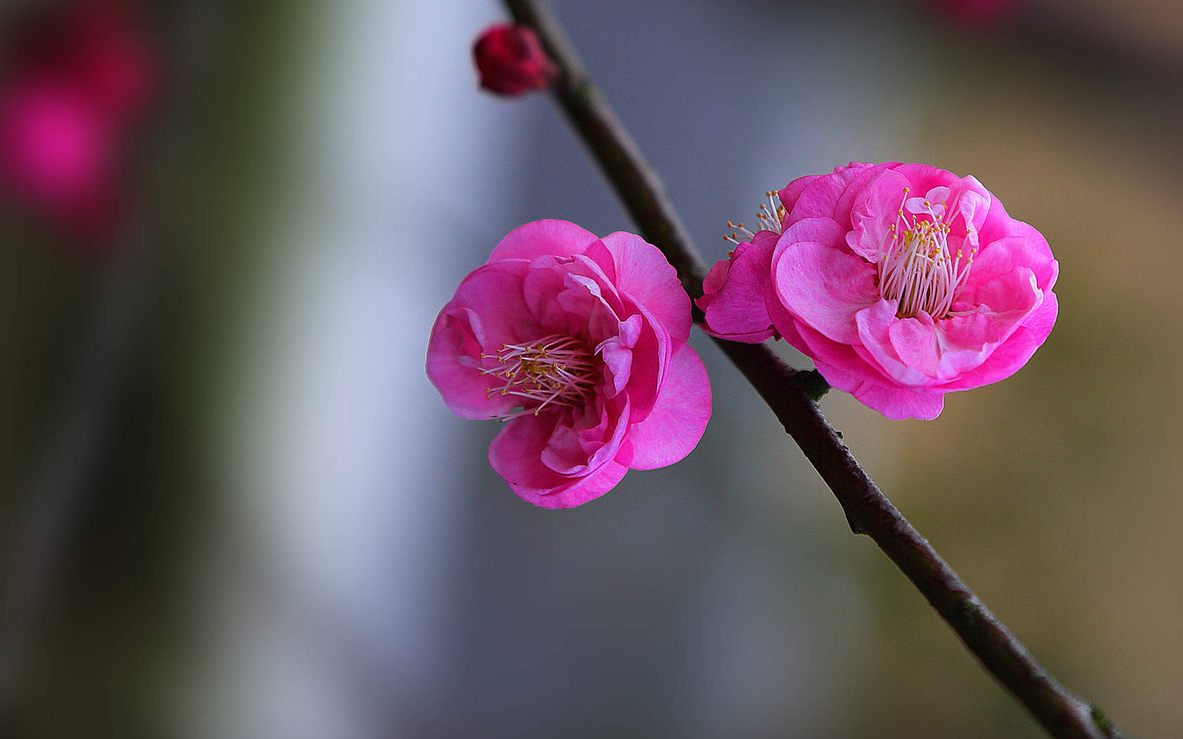 阳春三月绽放的梅花 高清梅花摄影图片欣赏图片
