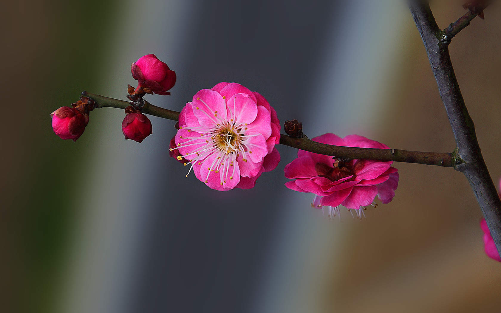 阳春三月绽放的梅花 高清梅花摄影图片欣赏图片