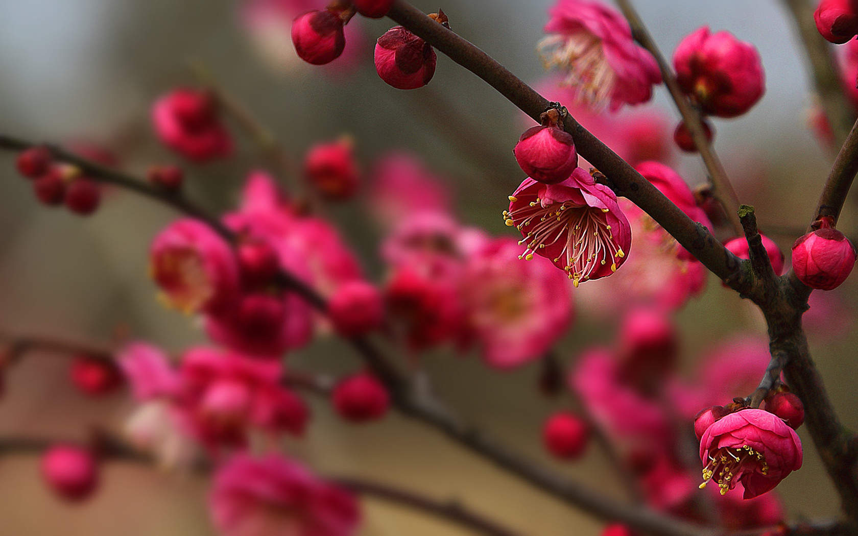 阳春三月绽放的梅花 高清梅花摄影图片欣赏图片