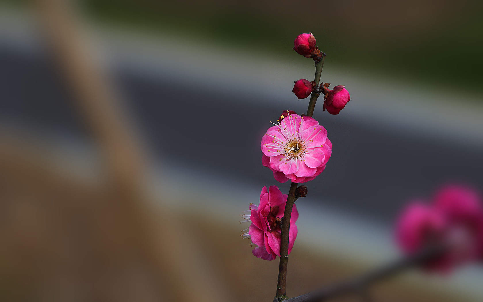 阳春三月绽放的梅花 高清梅花摄影图片欣赏图片
