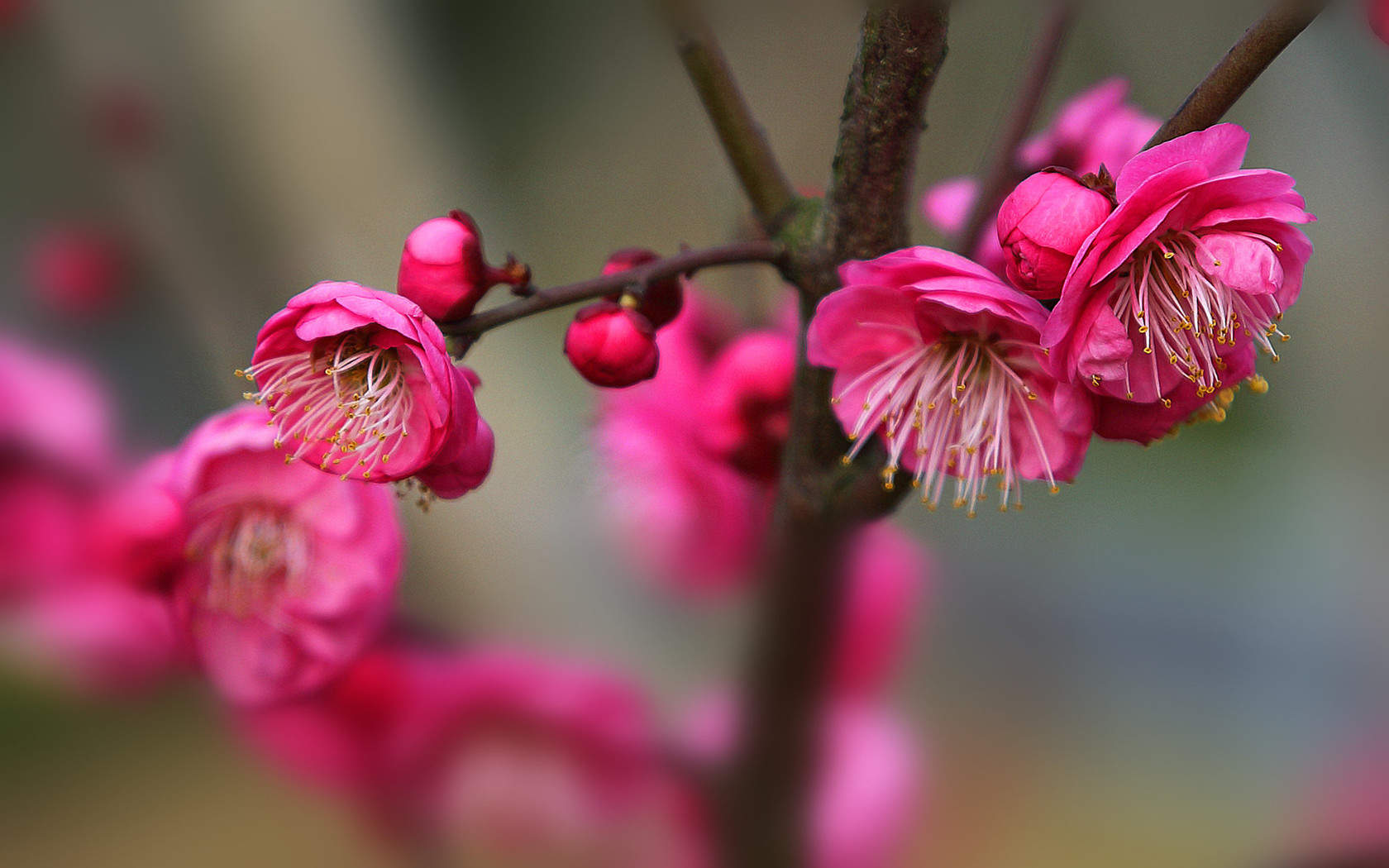 阳春三月绽放的梅花 高清梅花摄影图片欣赏图片