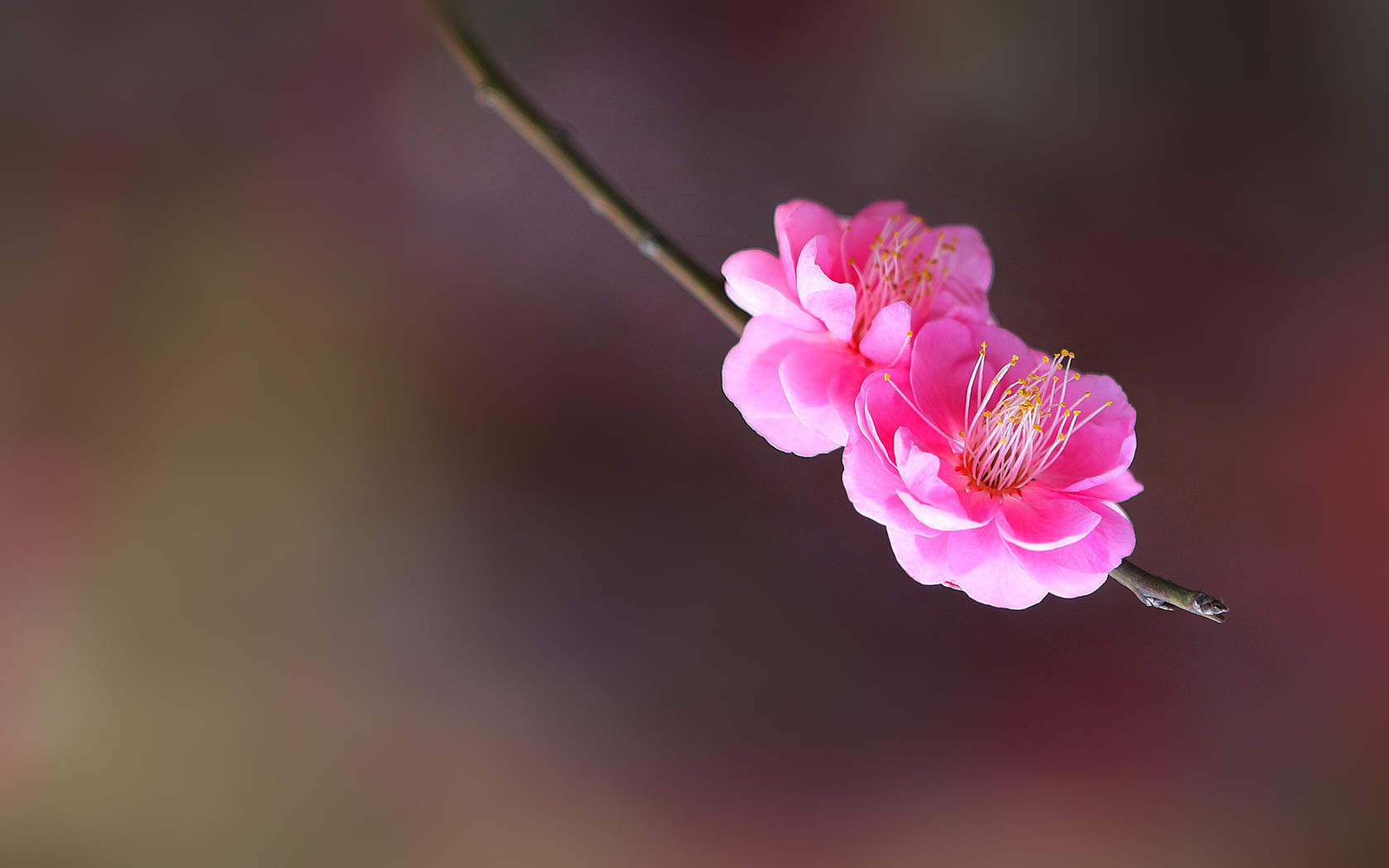 梅花唯美微距摄影高清图片桌面壁纸图片