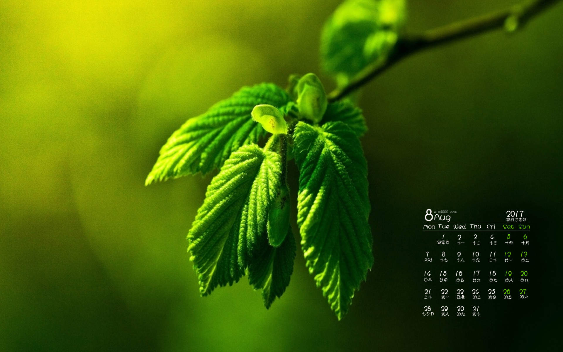嫩芽图片