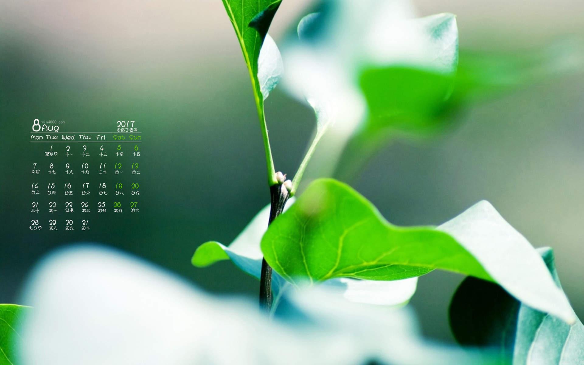 绿色养眼植物嫩芽高清桌面壁纸图片