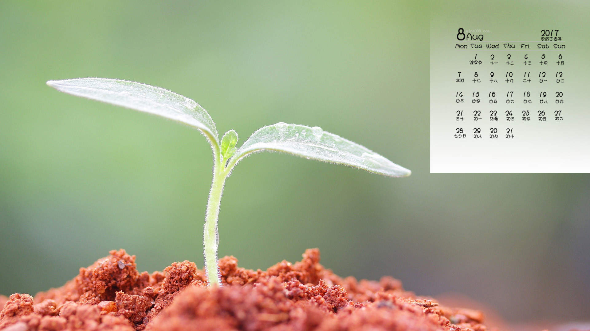 小清新植物嫩芽图片桌面壁纸图片