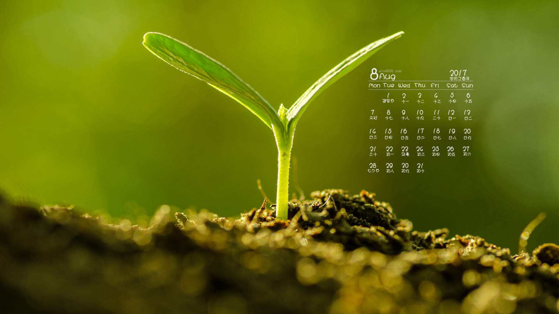 小清新植物嫩芽图片桌面壁纸图片