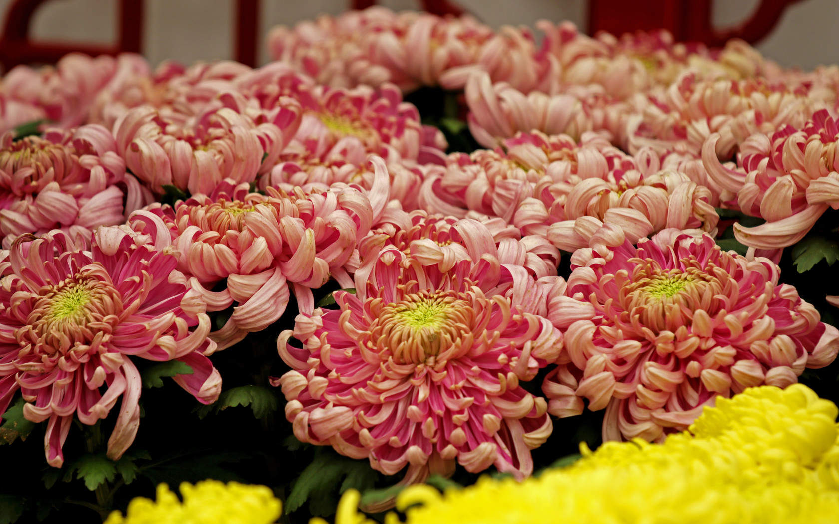 菊花图片