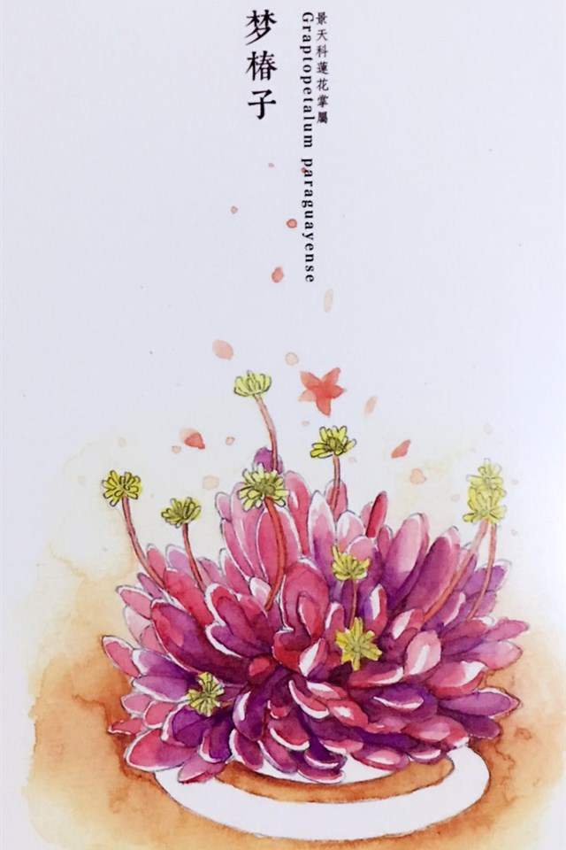 植物水彩艺术插画手机壁纸图片