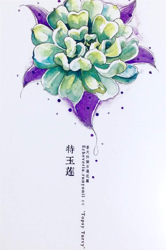 植物水彩艺术插画手机壁纸图片
