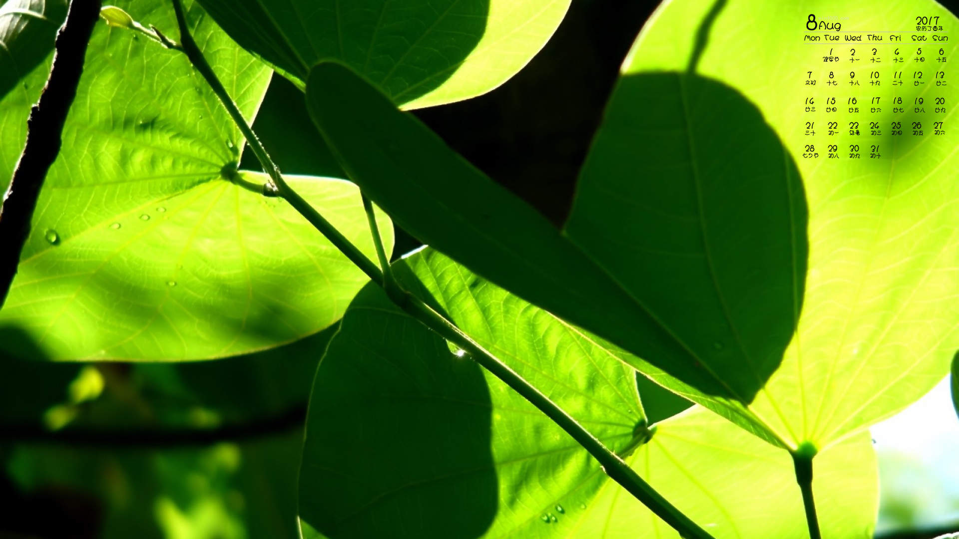 2017年8月绿色护眼的植物叶子摄影高清日历壁纸图片
