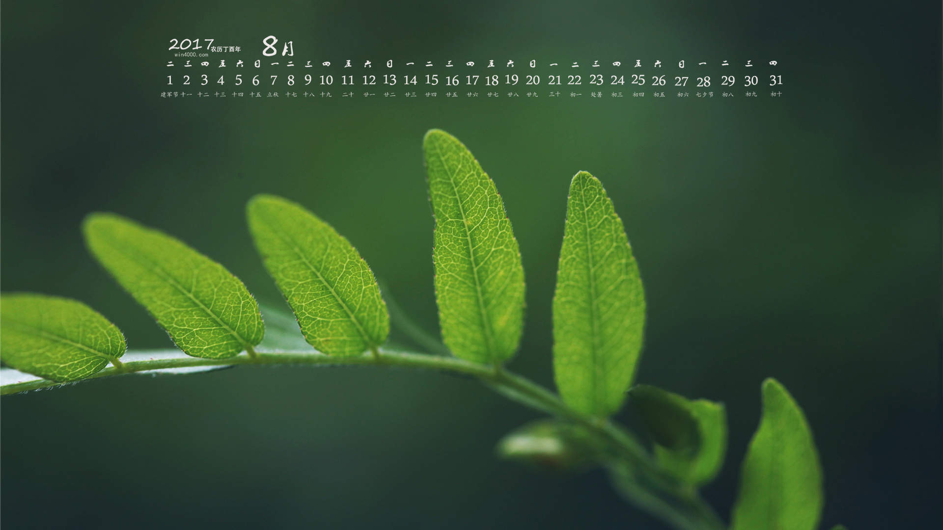 2017年8月绿色护眼的植物叶子摄影高清日历壁纸图片