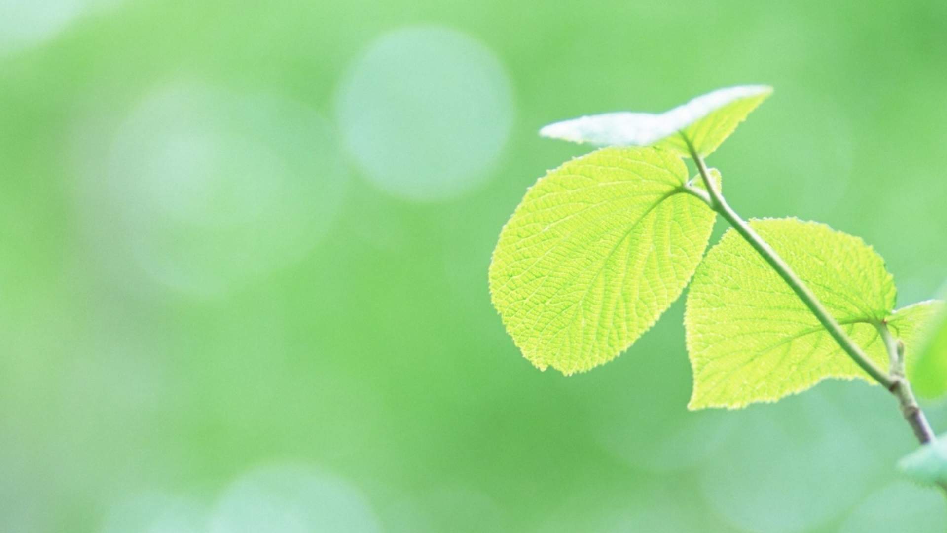 清新唯美的叶子微距摄影高清宽屏桌面壁纸图片