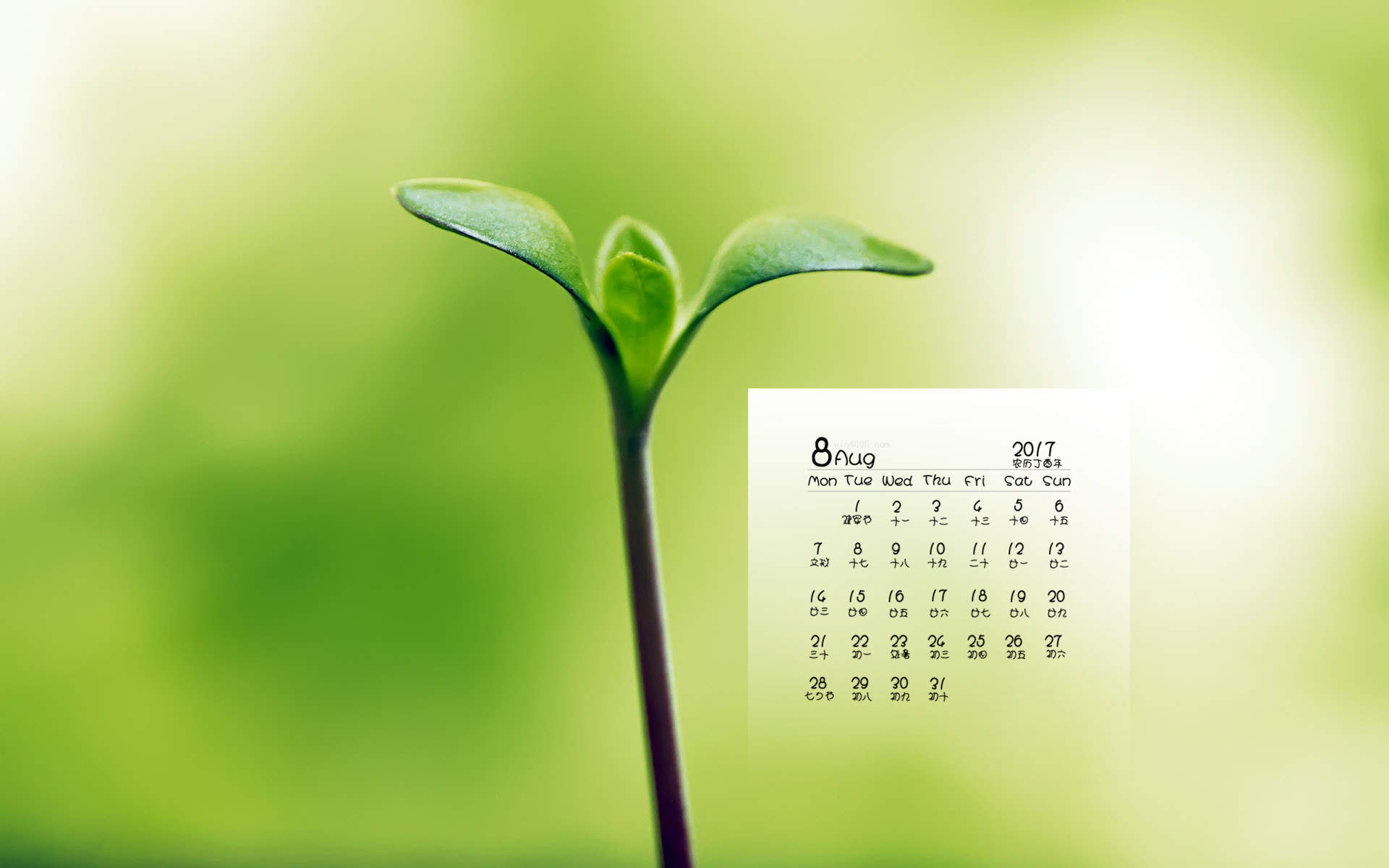 小清新植物嫩芽图片桌面壁纸图片