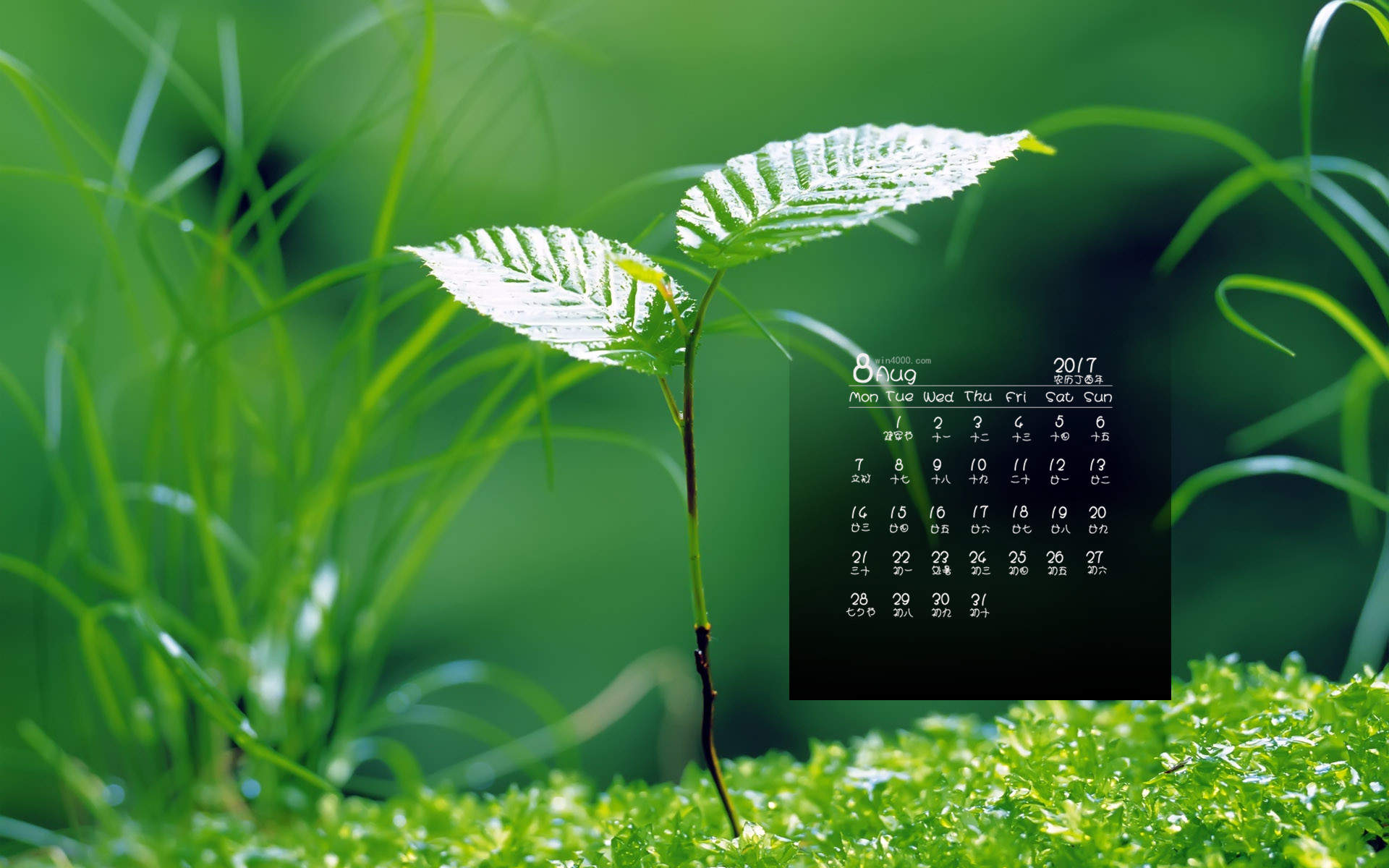小清新植物嫩芽图片桌面壁纸图片
