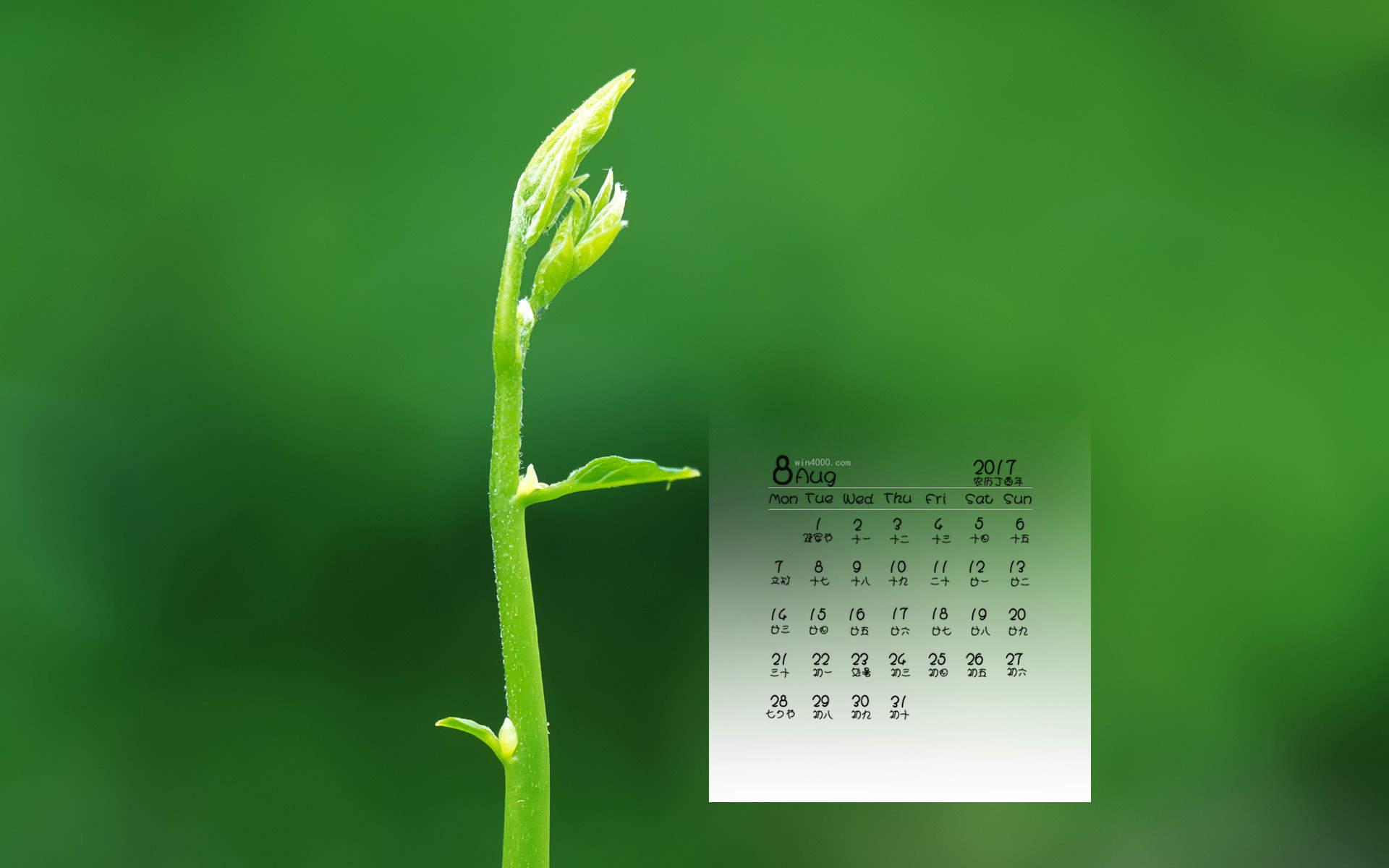 小清新植物嫩芽图片桌面壁纸图片